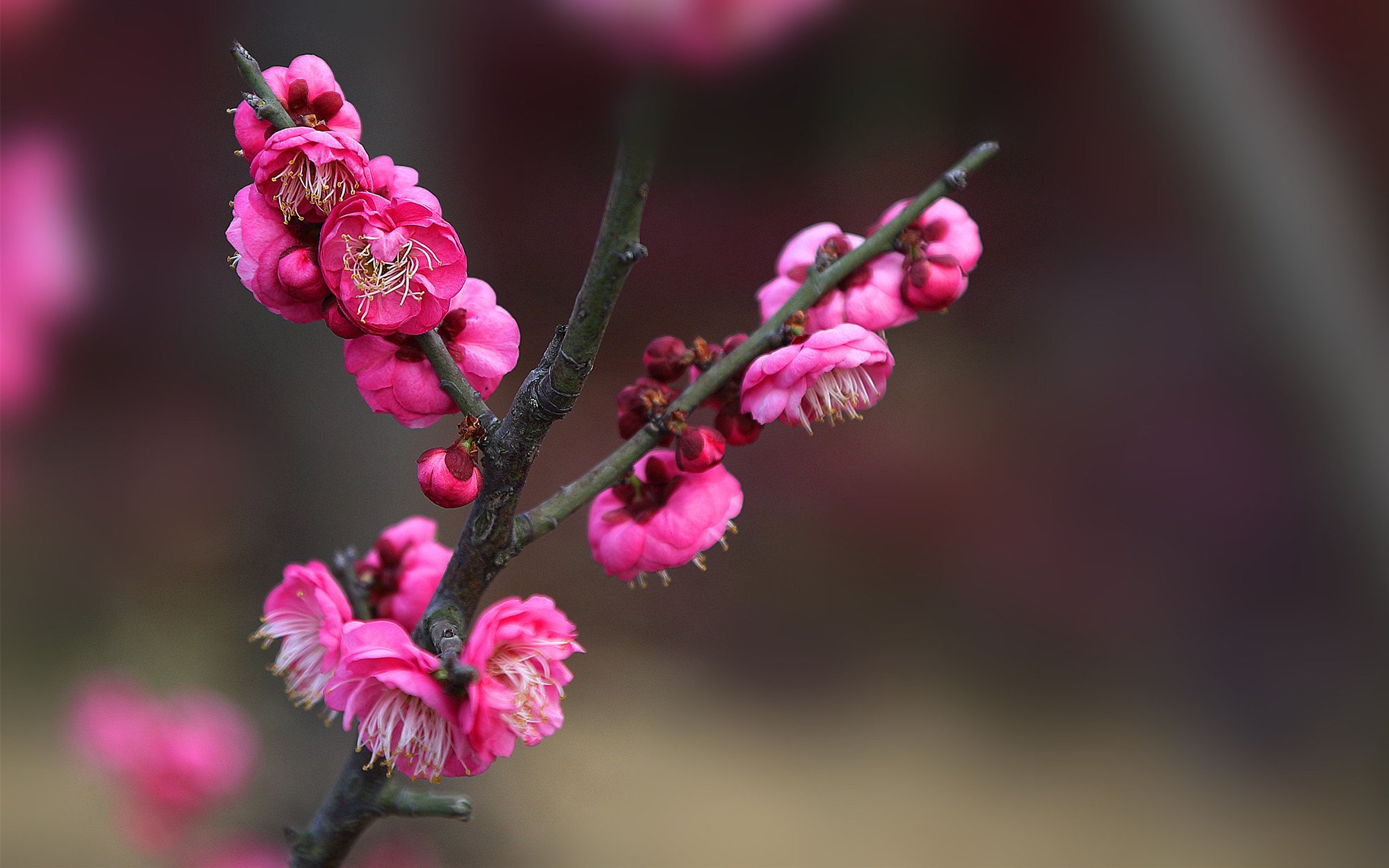 清新淡雅,植物,红色,梅花