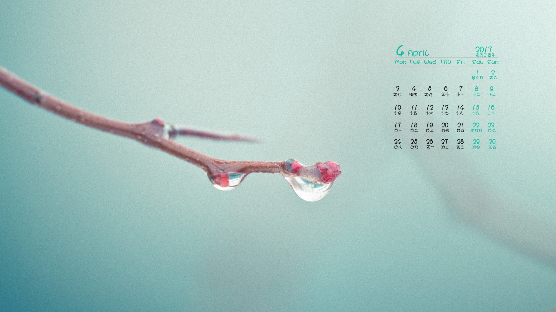 2017年4月,树枝,水滴