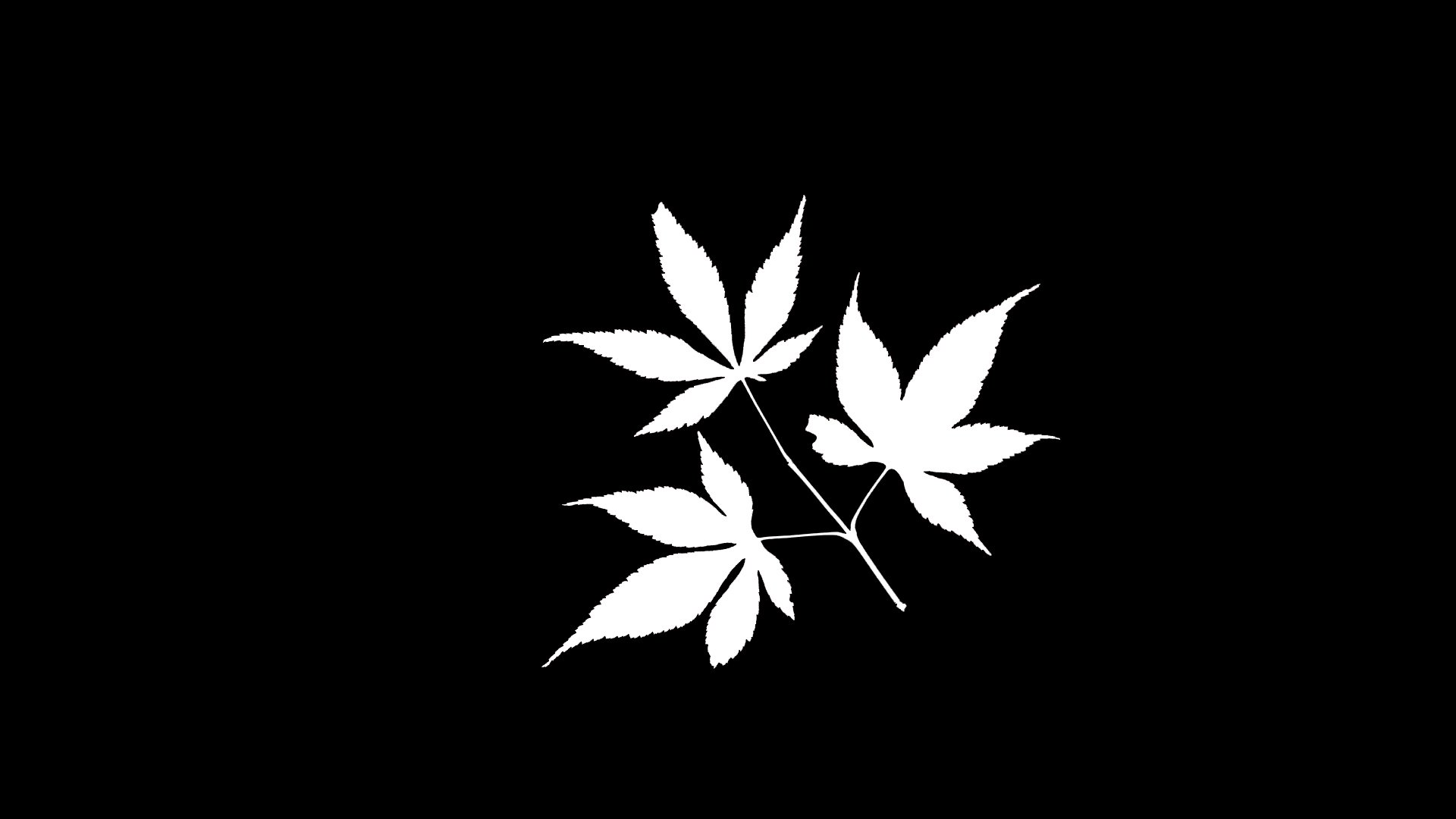 简约,枫叶,剪影