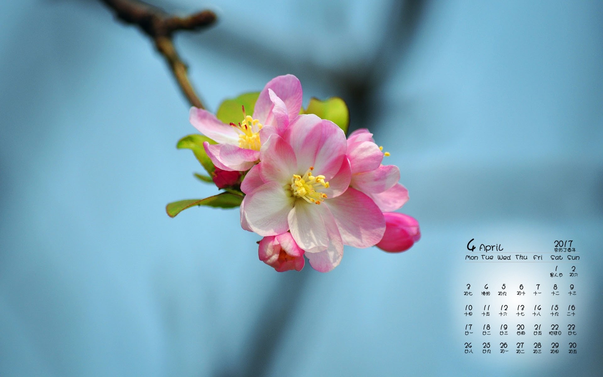 2017年4月,鲜花,海棠