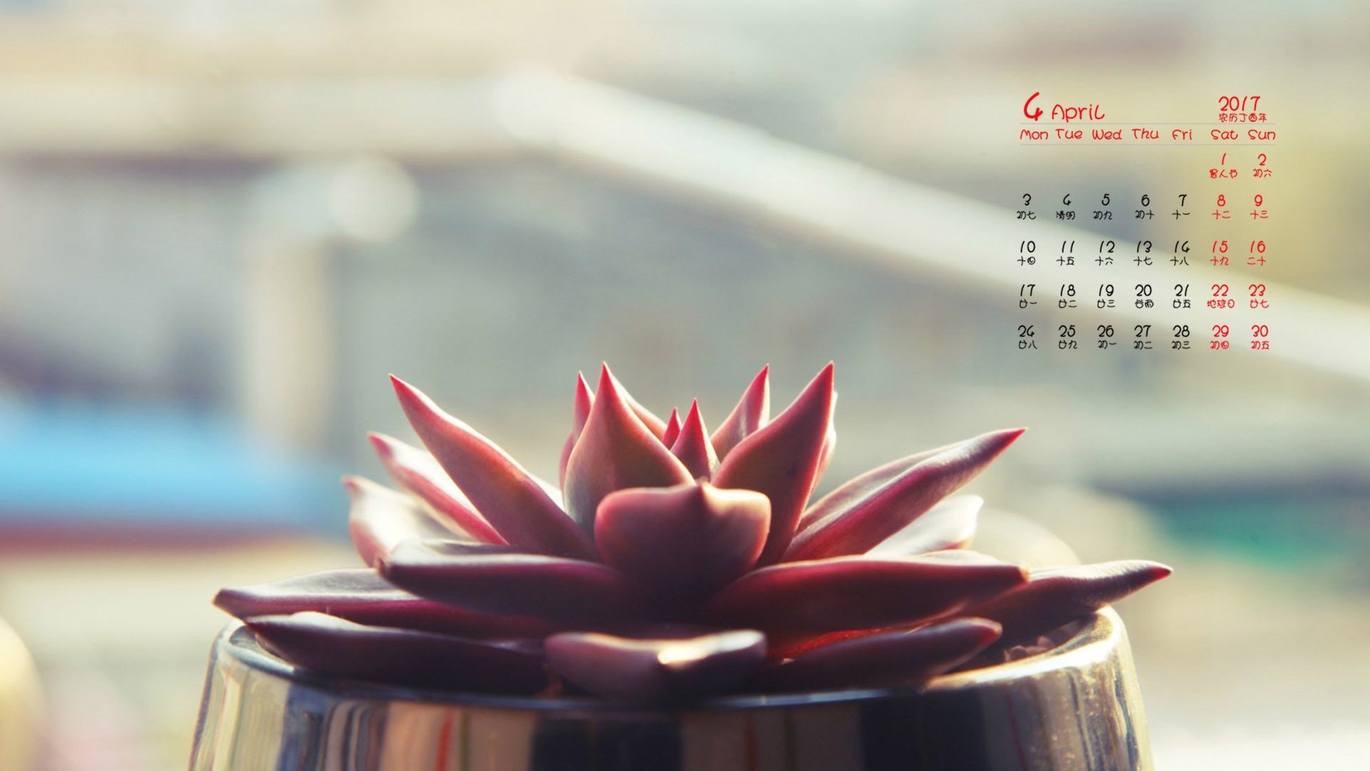 2017年4月,多肉植物,盆栽