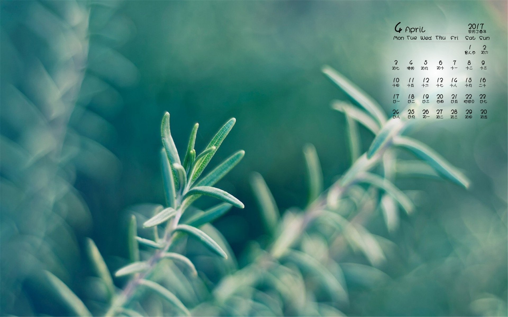 2017年4月,绿色植物,微距