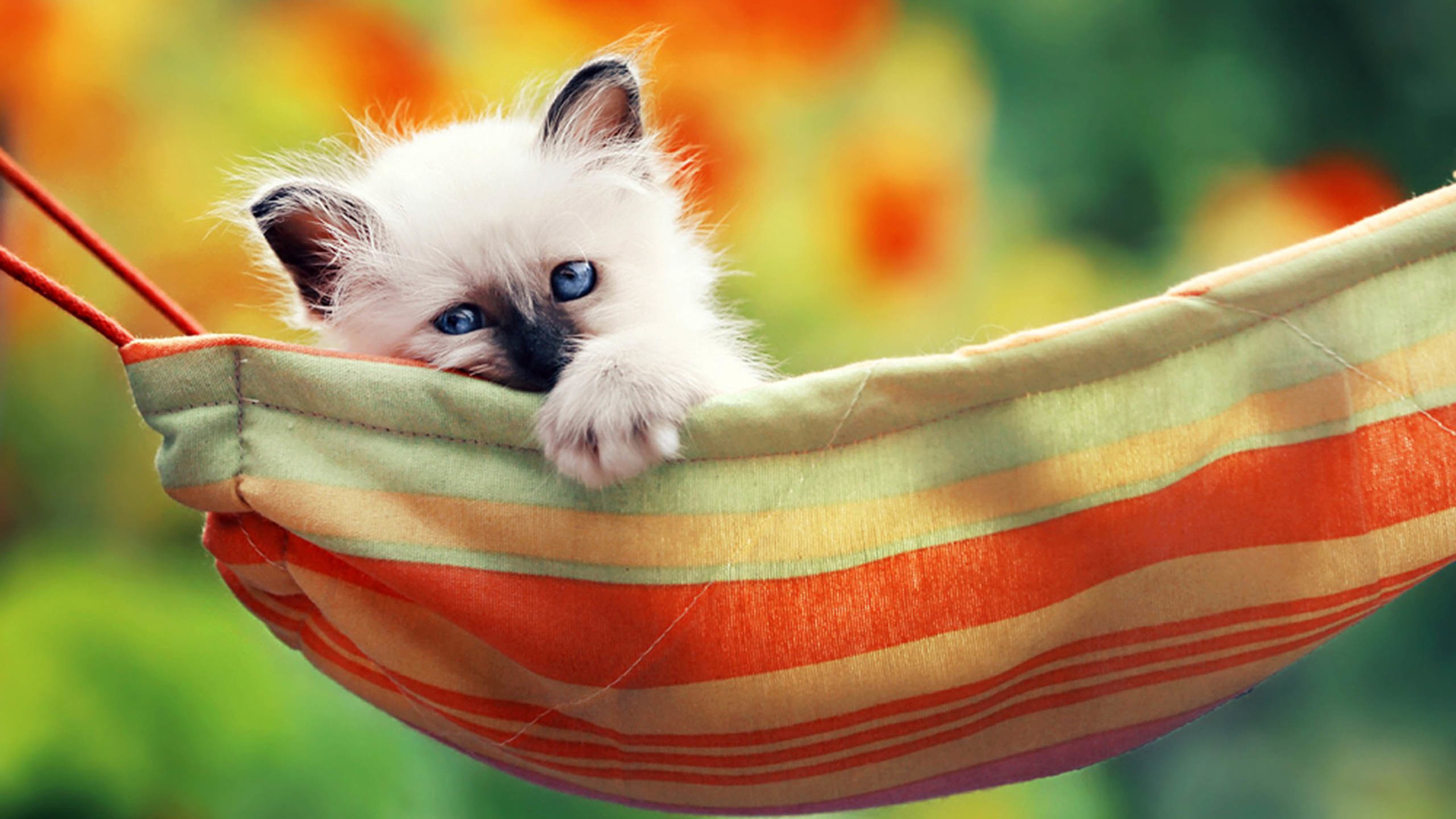 喵星人,猫,吊床