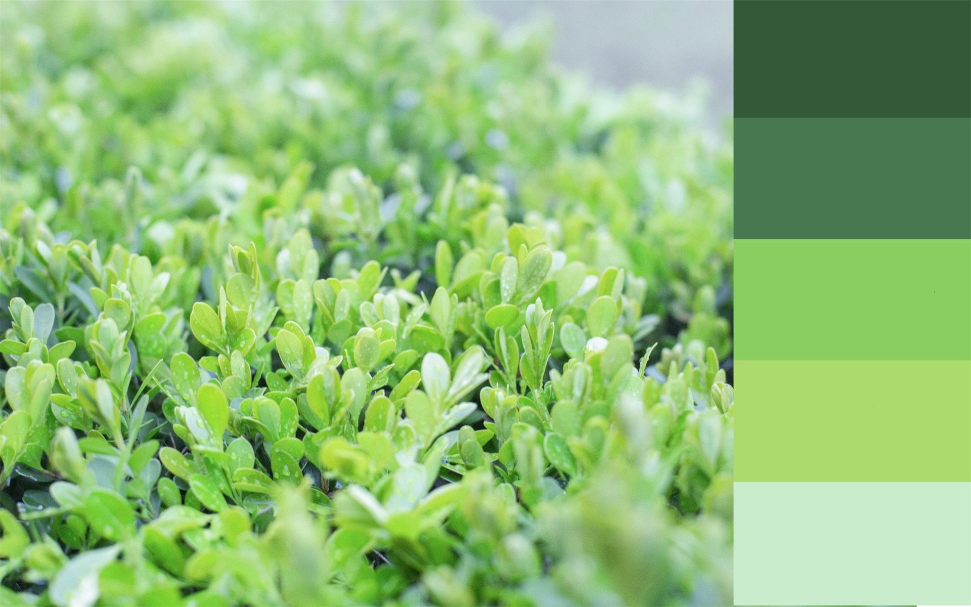 护眼壁纸,绿色植物