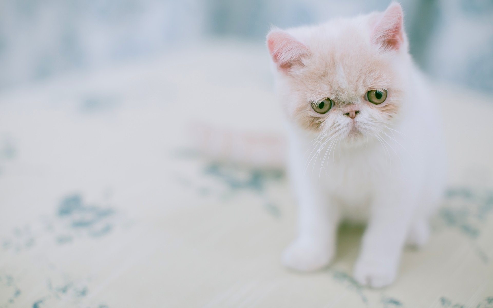 喵星人,白猫,可爱,忧伤