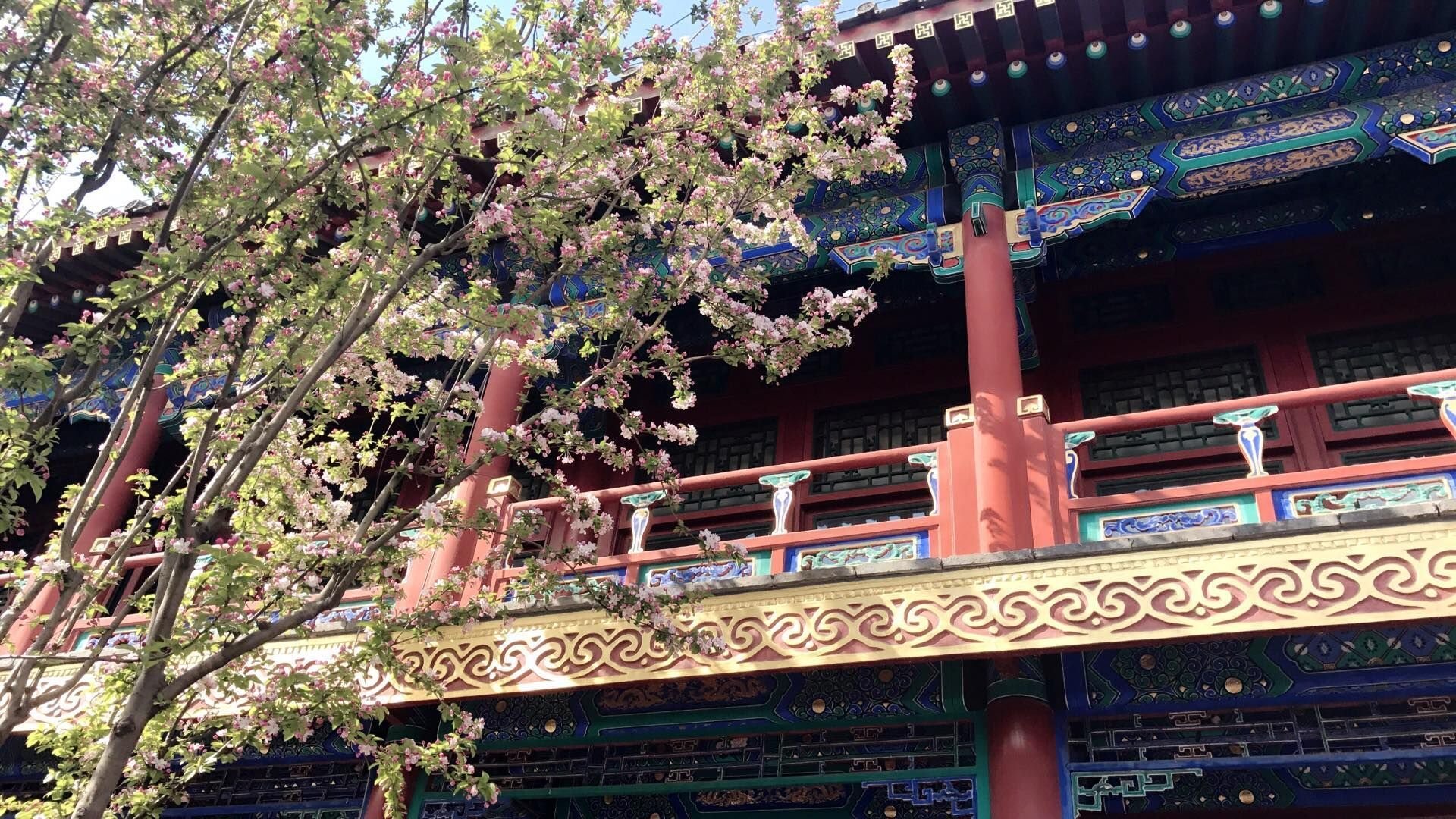 春意盎然,盛开的鲜花,古典建筑