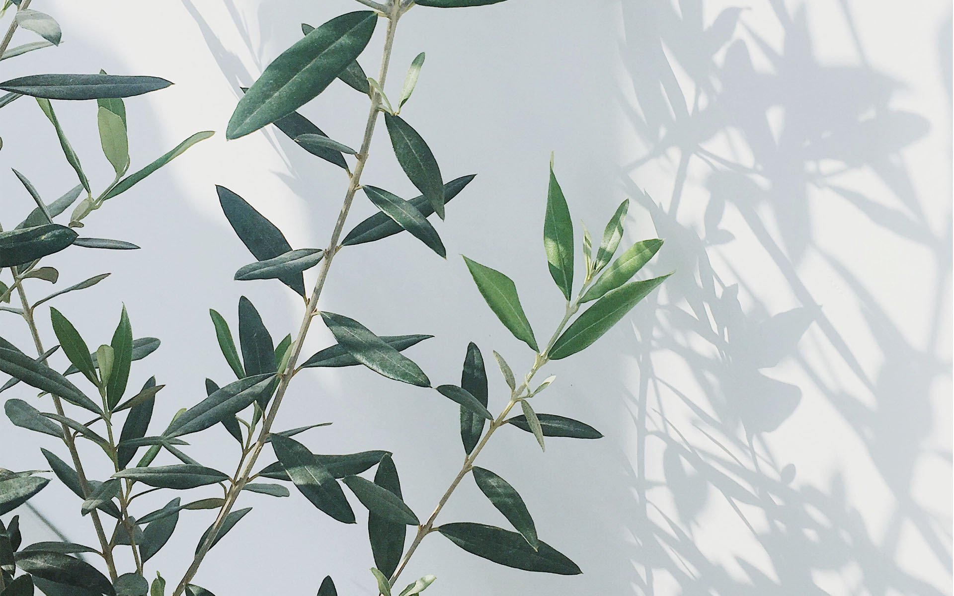 清新淡雅,绿色植物