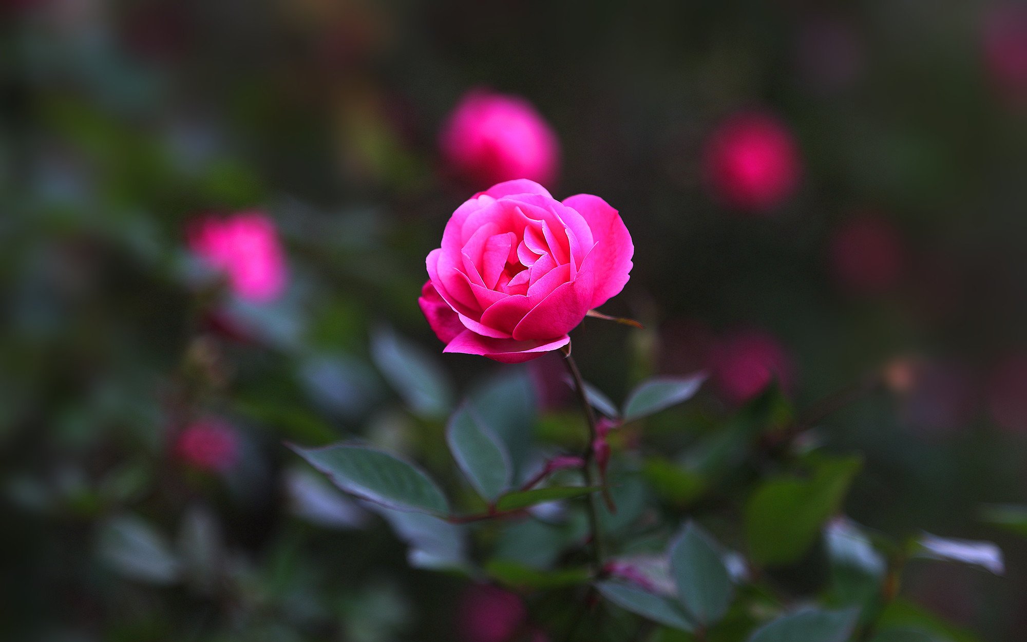 娇艳欲滴,植物,月季,红色