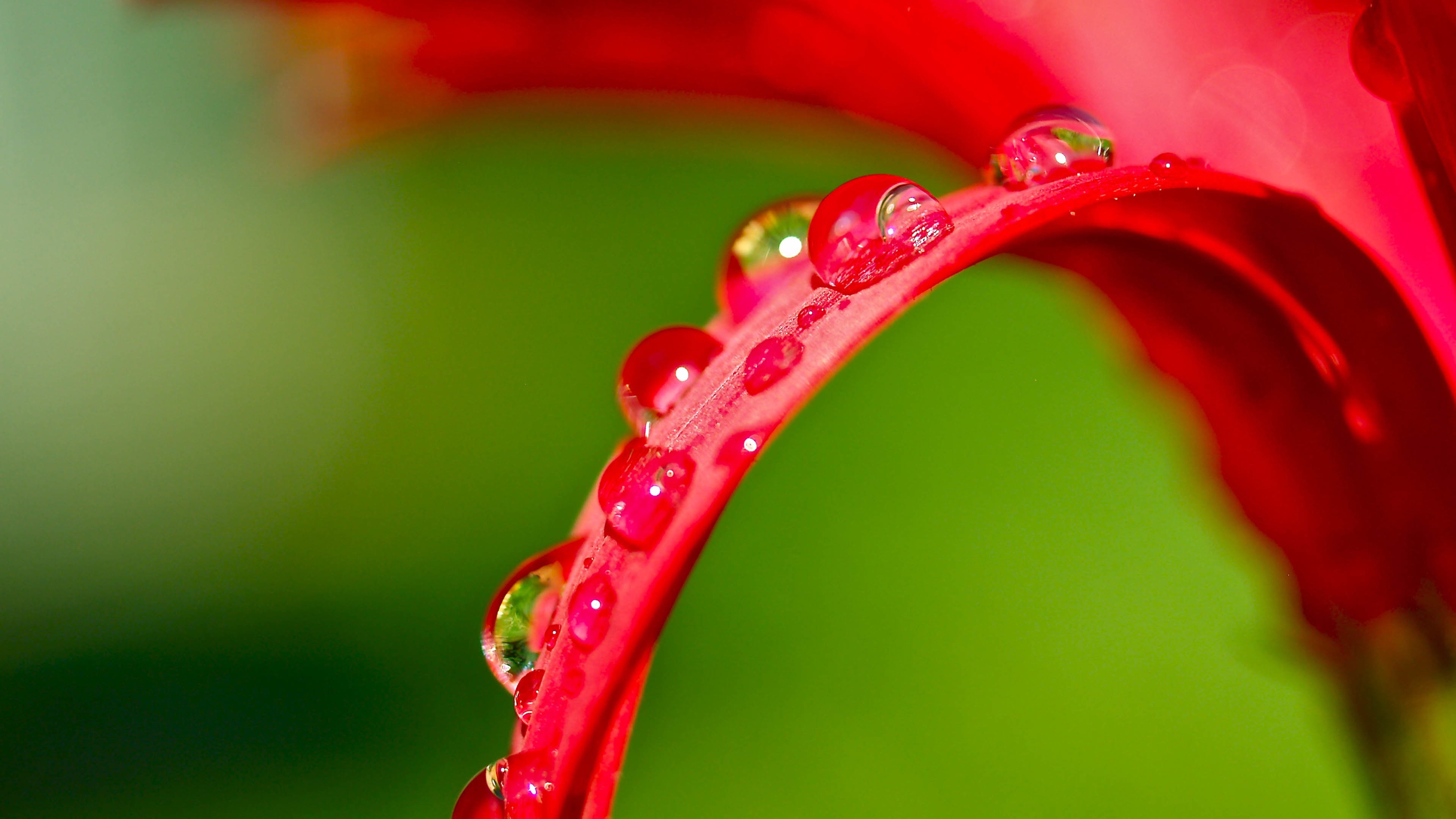 红色叶子上的露珠