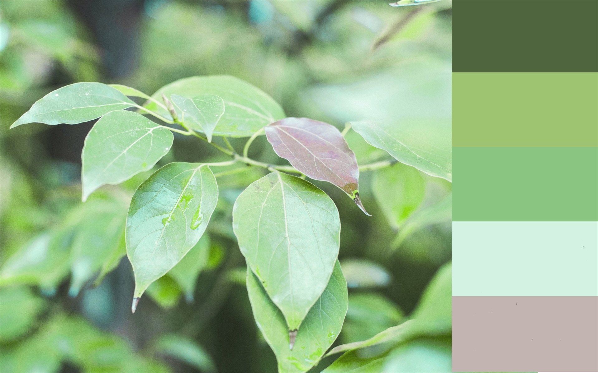 护眼壁纸,绿色植物