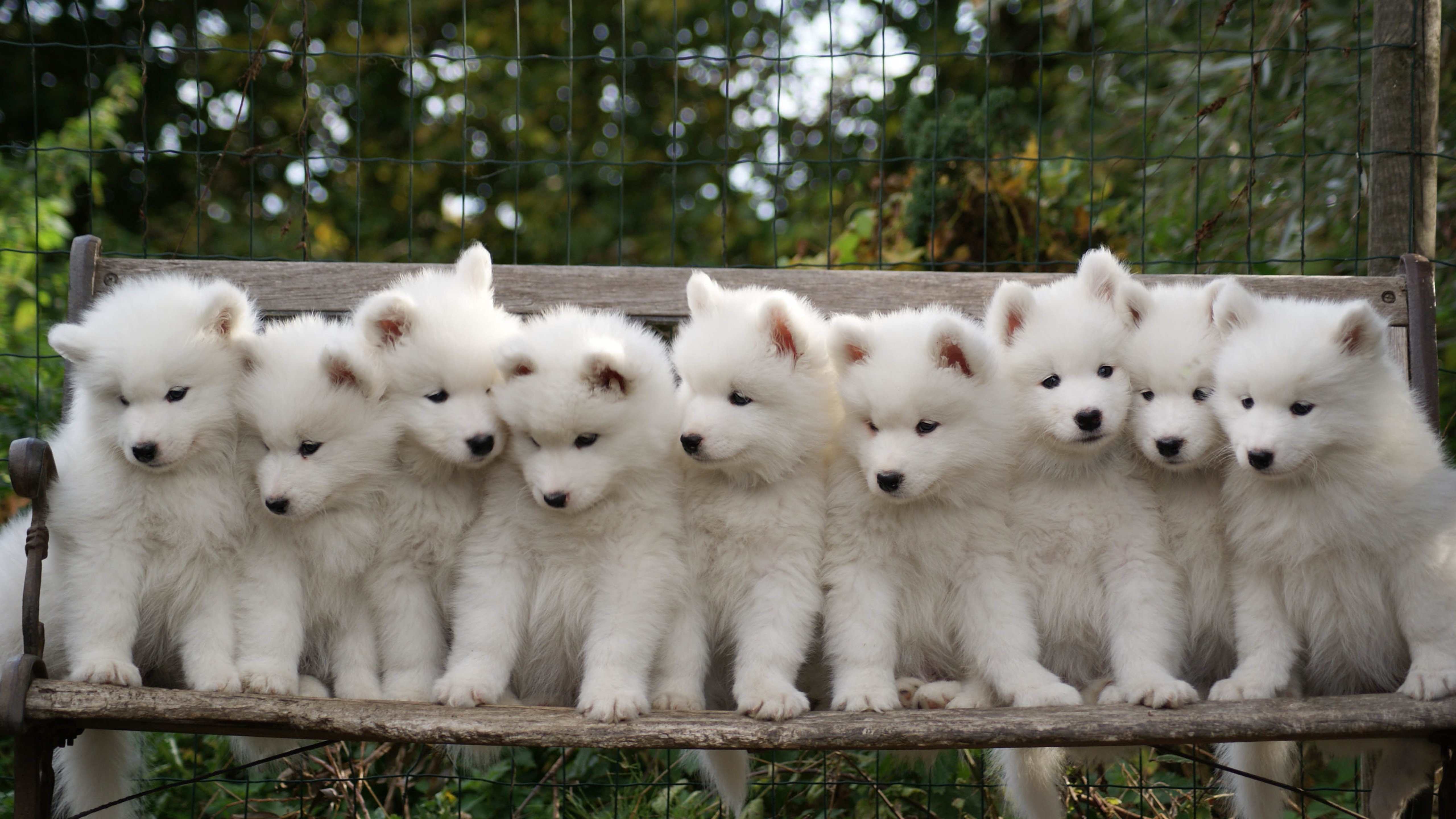 可爱,小狗,幼犬