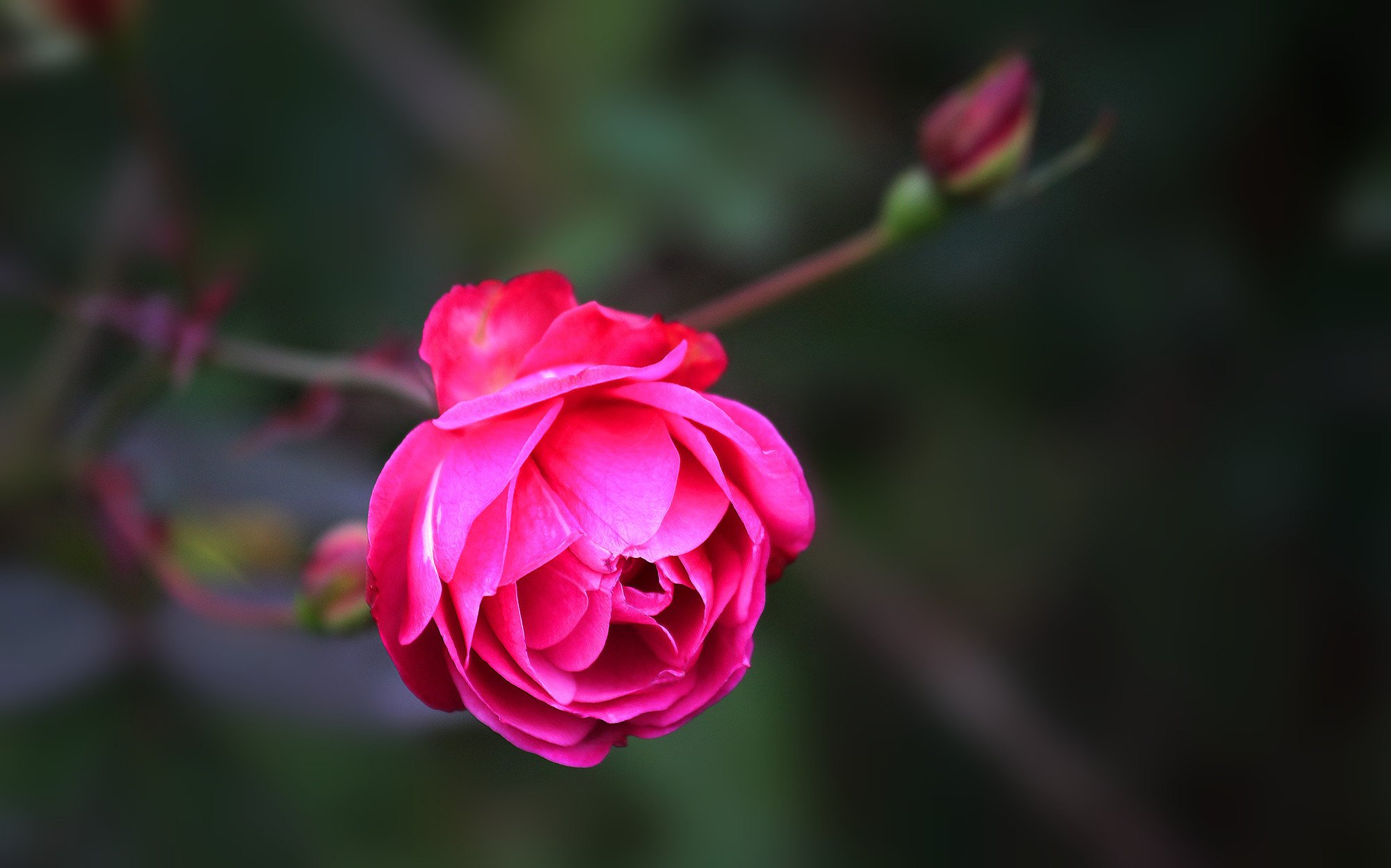 娇艳欲滴,植物,月季,红色