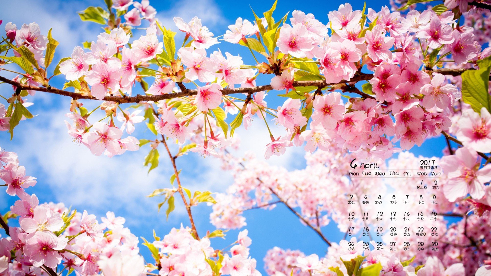 2017年4月,樱花,粉色,蓝天