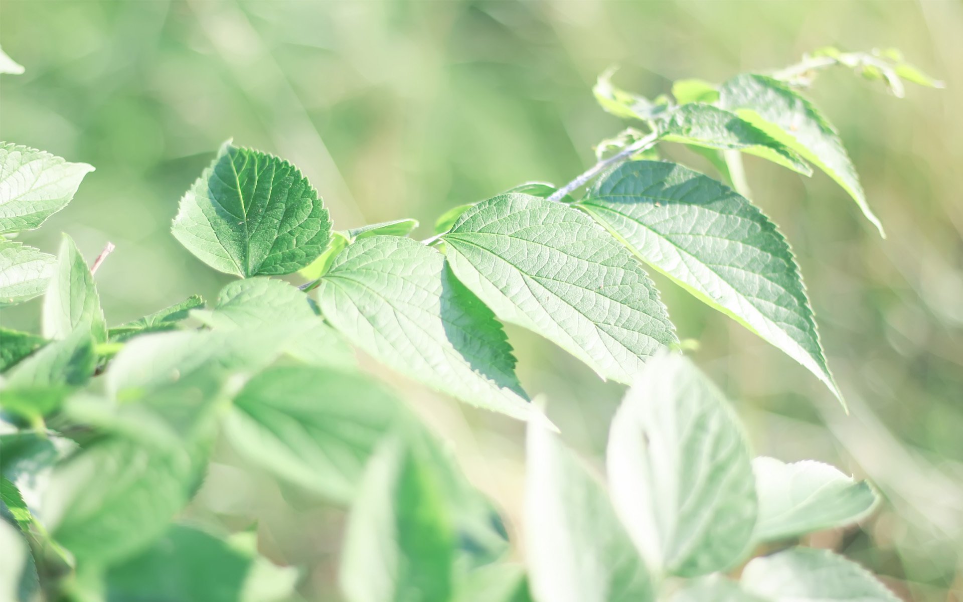 护眼壁纸,绿色植物