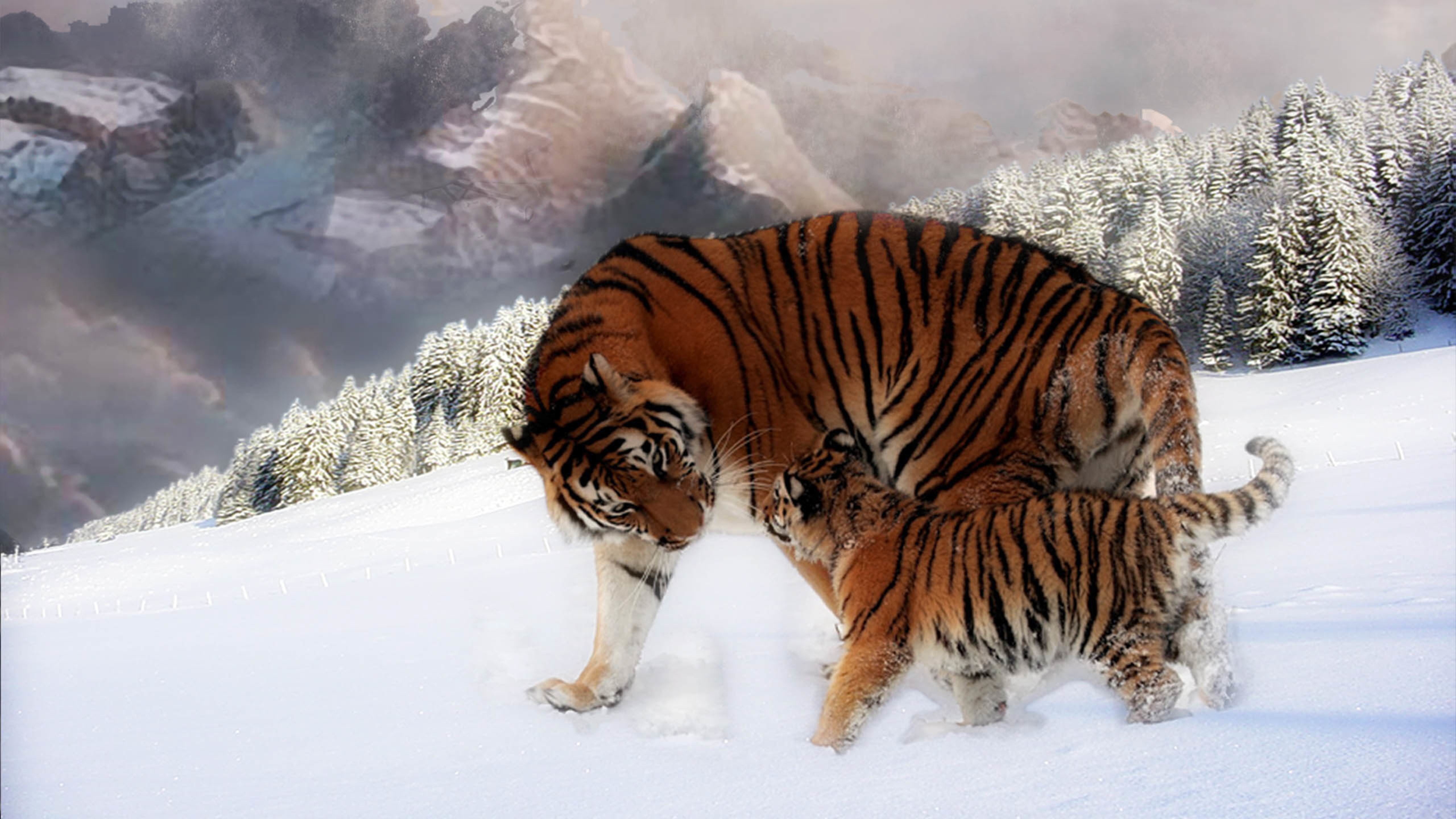 野生动物,老虎,森林之王,雪地