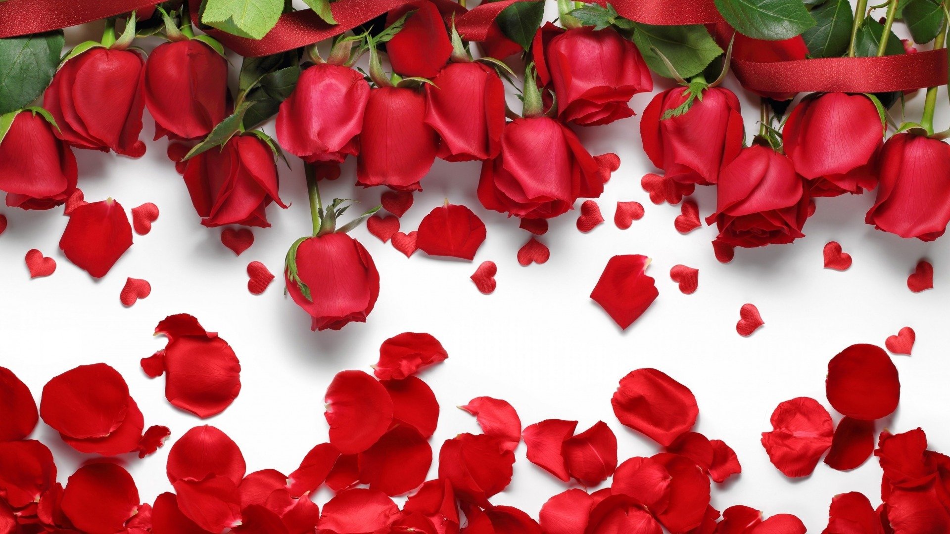 唯美温馨,玫瑰花