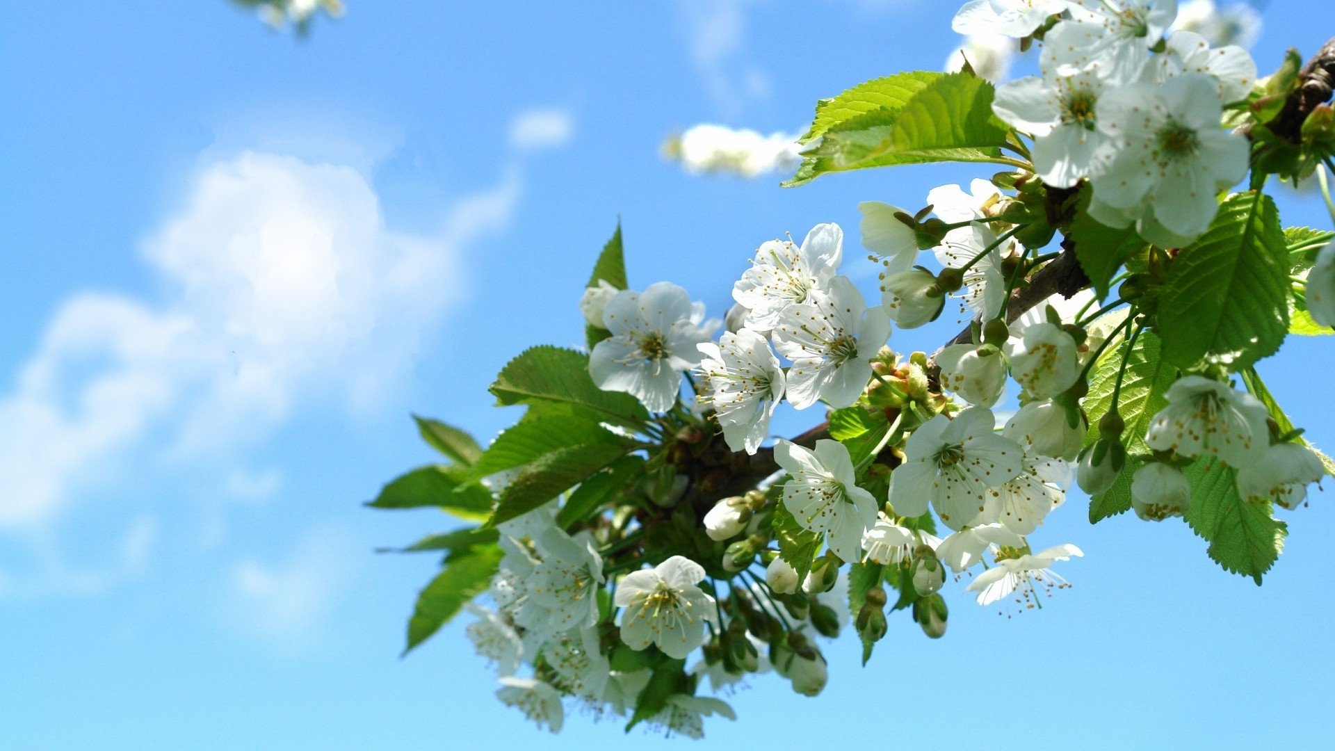 清新淡雅,白色,樱花,蓝天