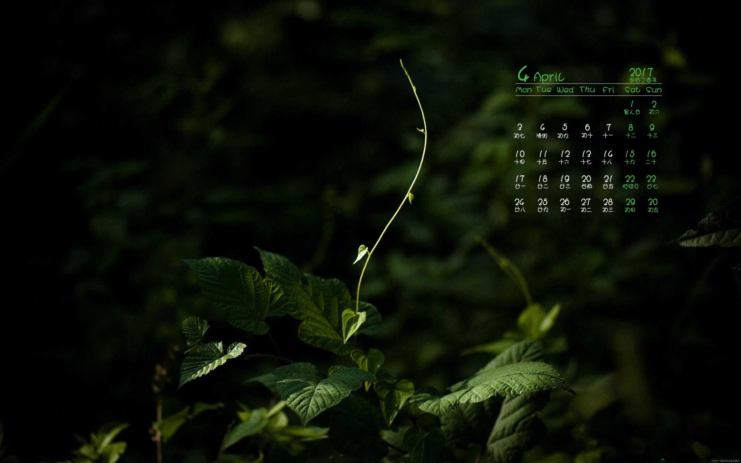 2017年4月,绿色植物,护眼