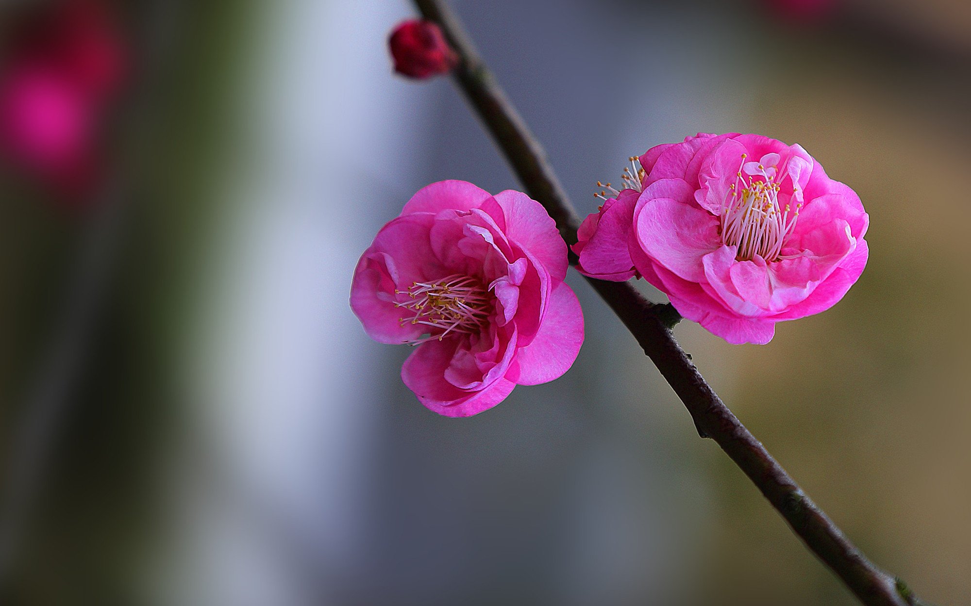 清新淡雅,梅花,红色