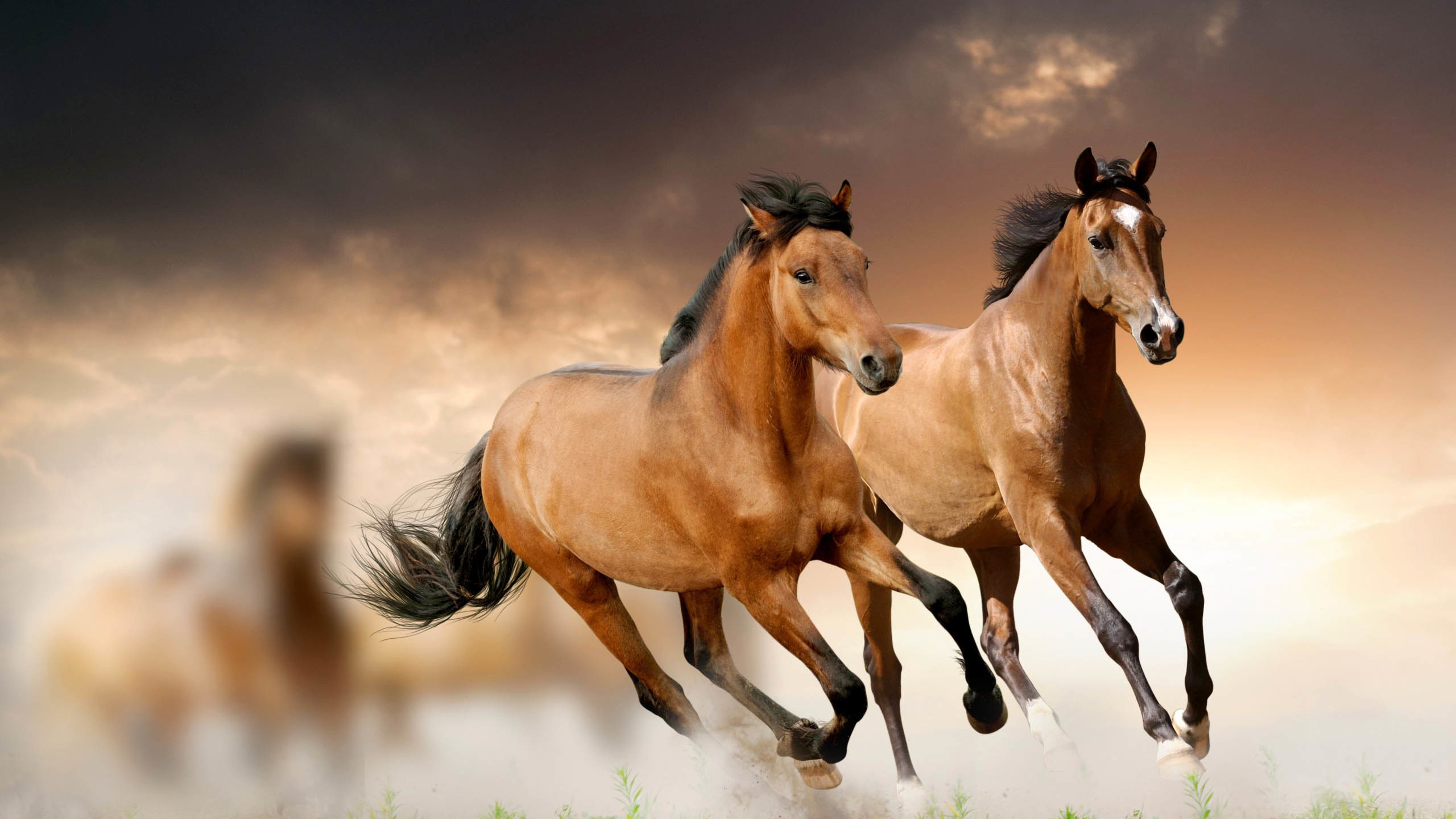 野生动物,骏马,奔腾