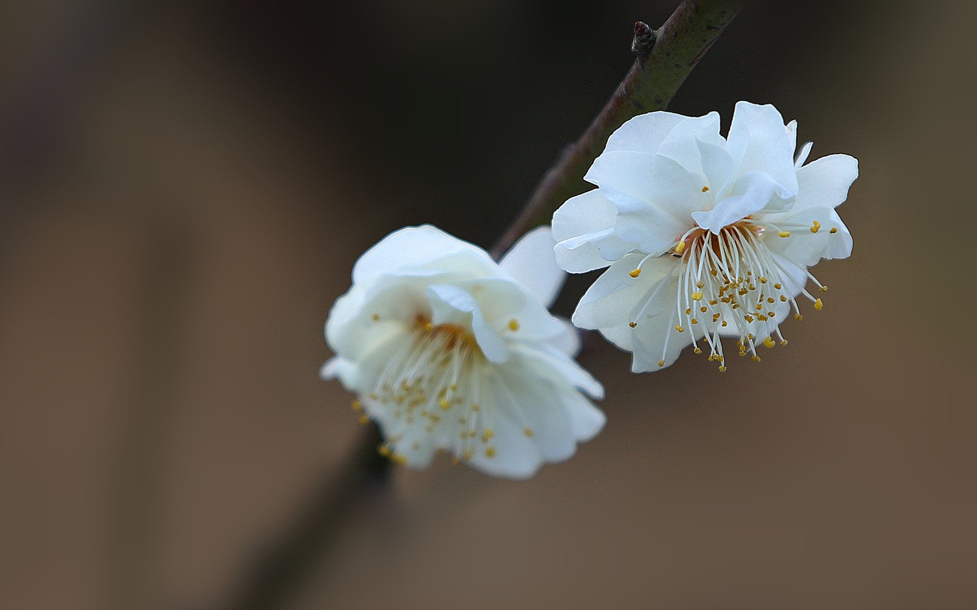 清新淡雅,植物,白色,梅花