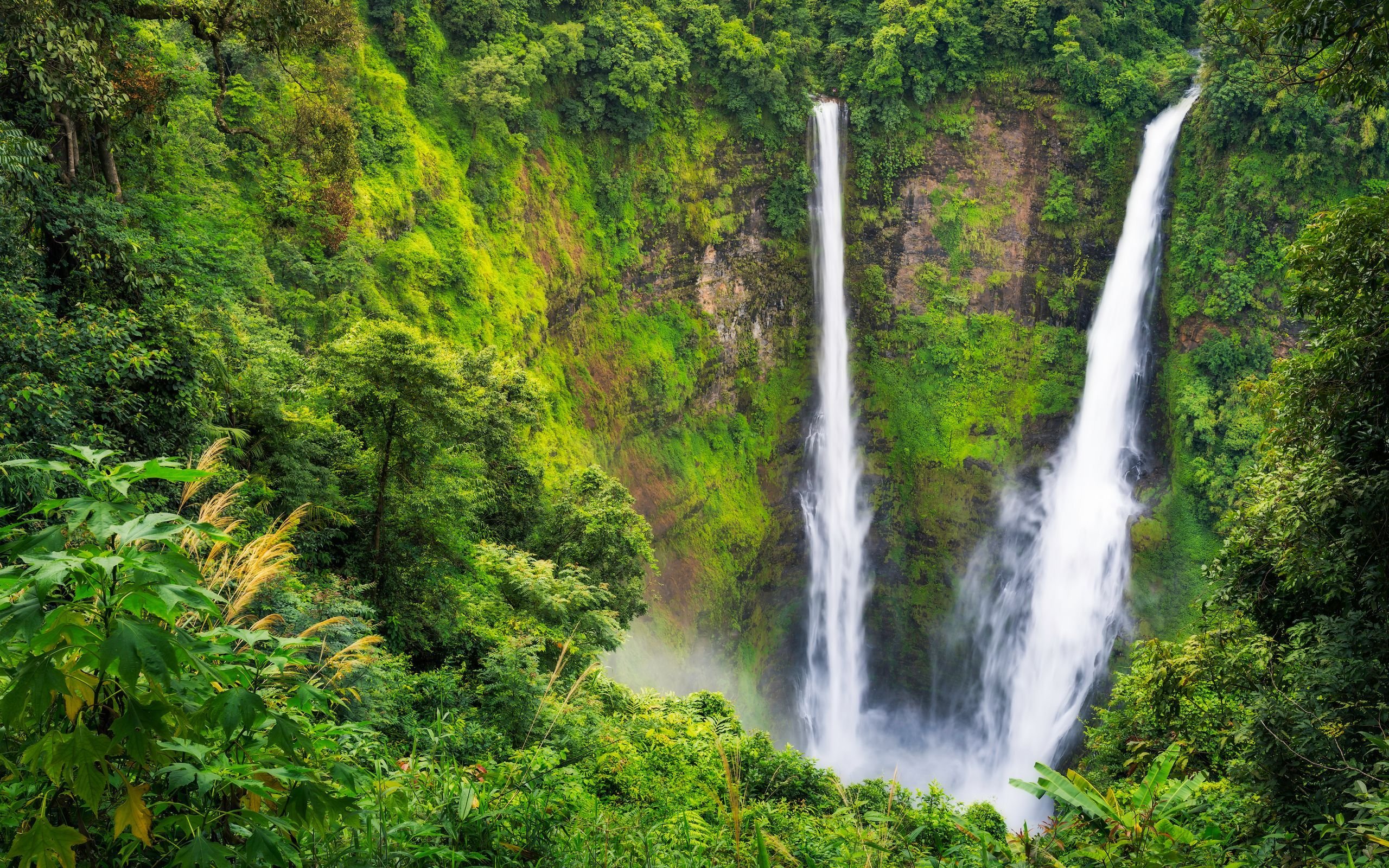 春意盎然,瀑布,绿色植物,森林