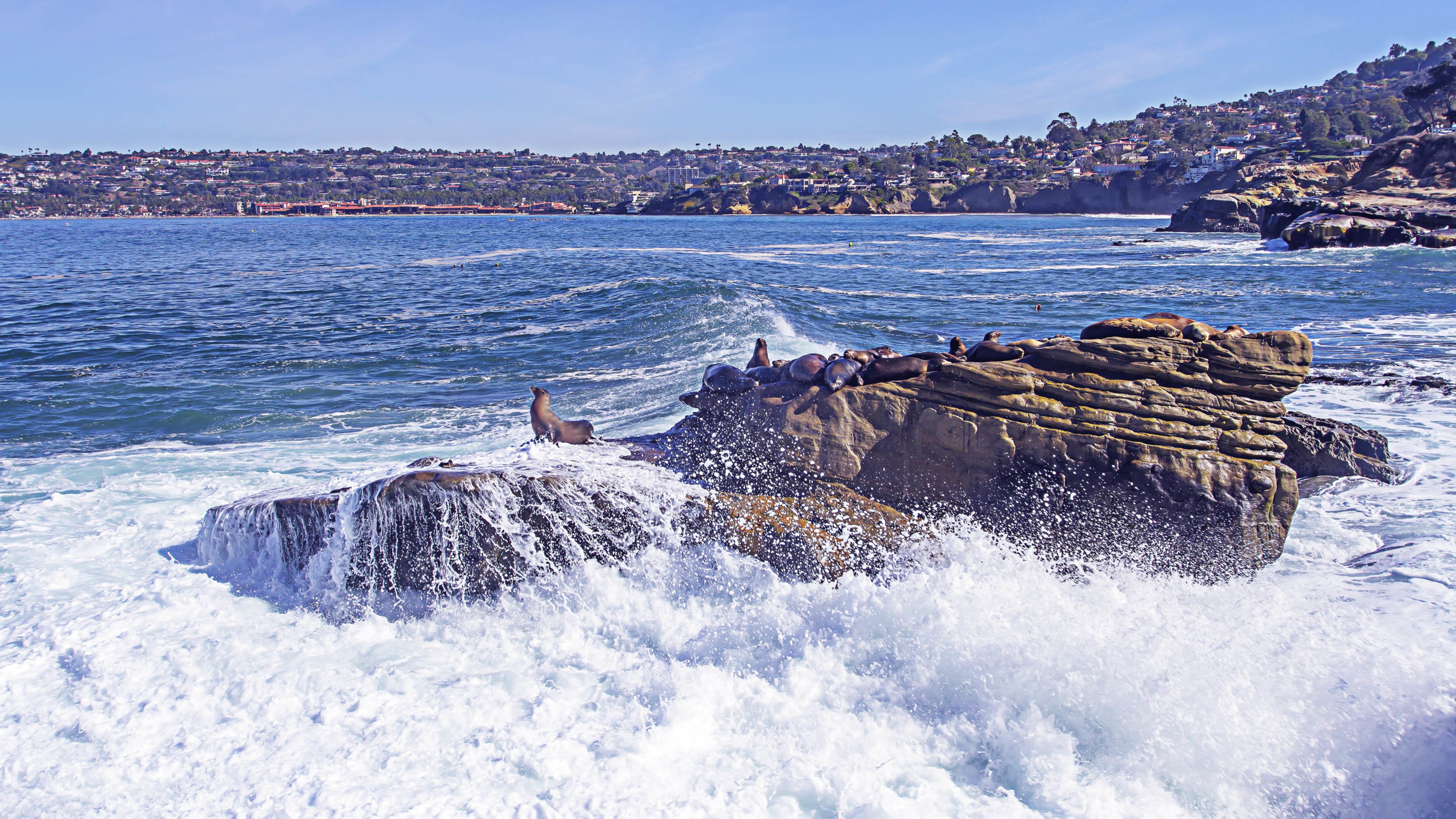 岩石上的海豹,浪花