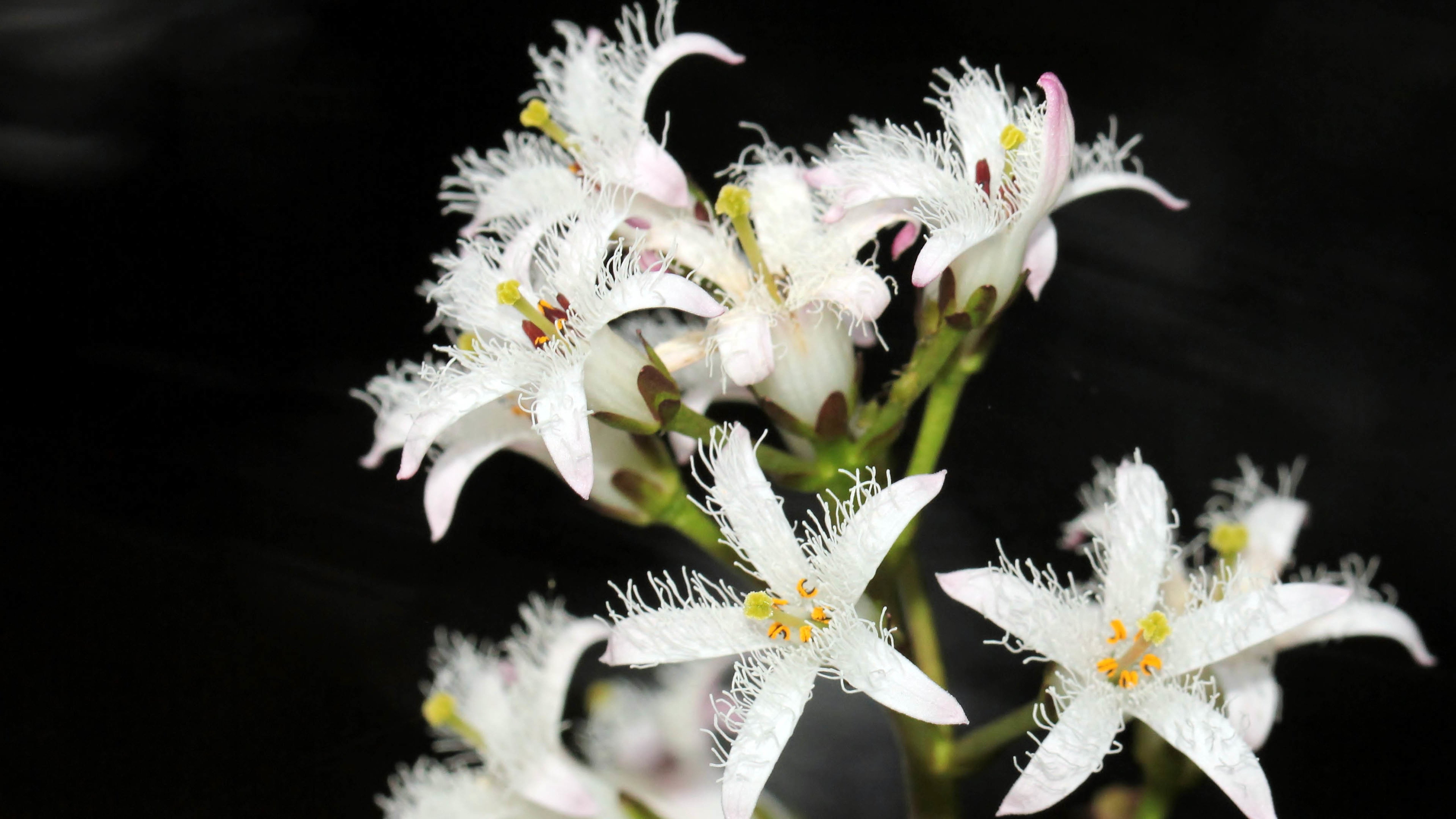 盛开的鲜花,白色