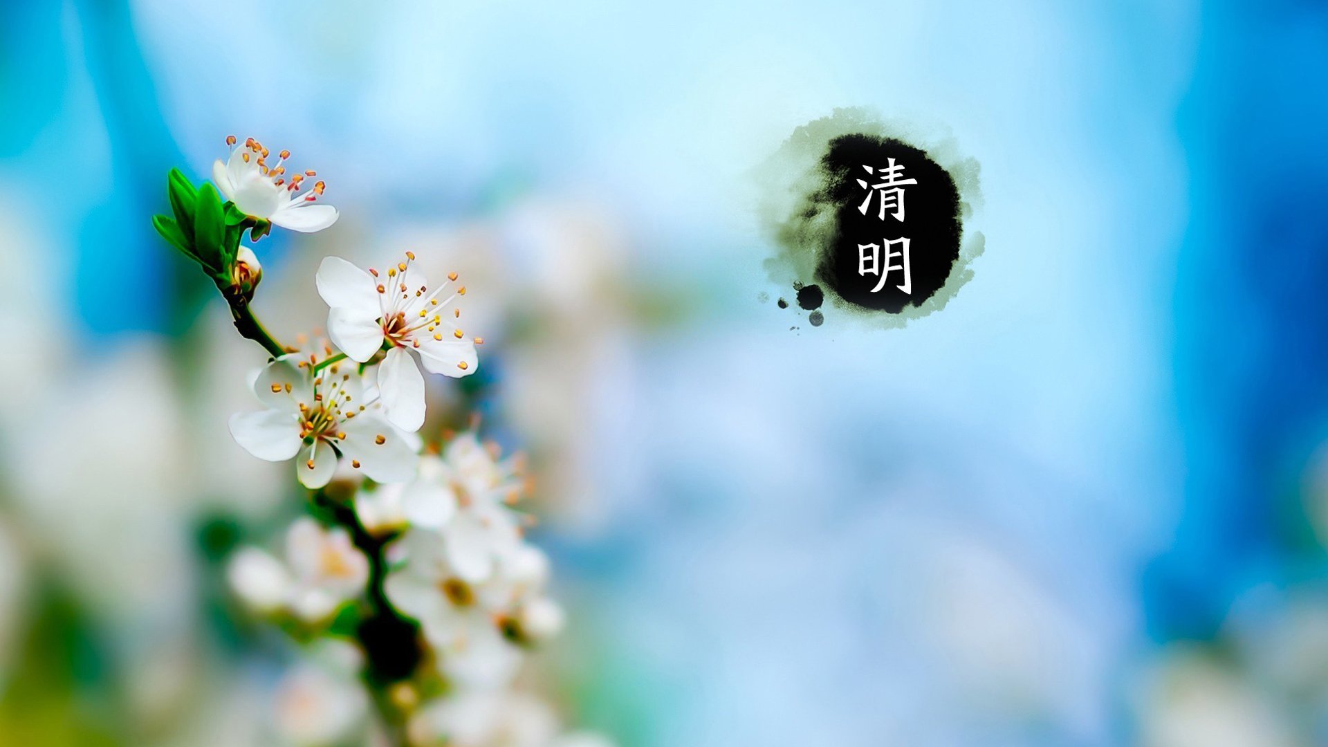 清明节,梨花