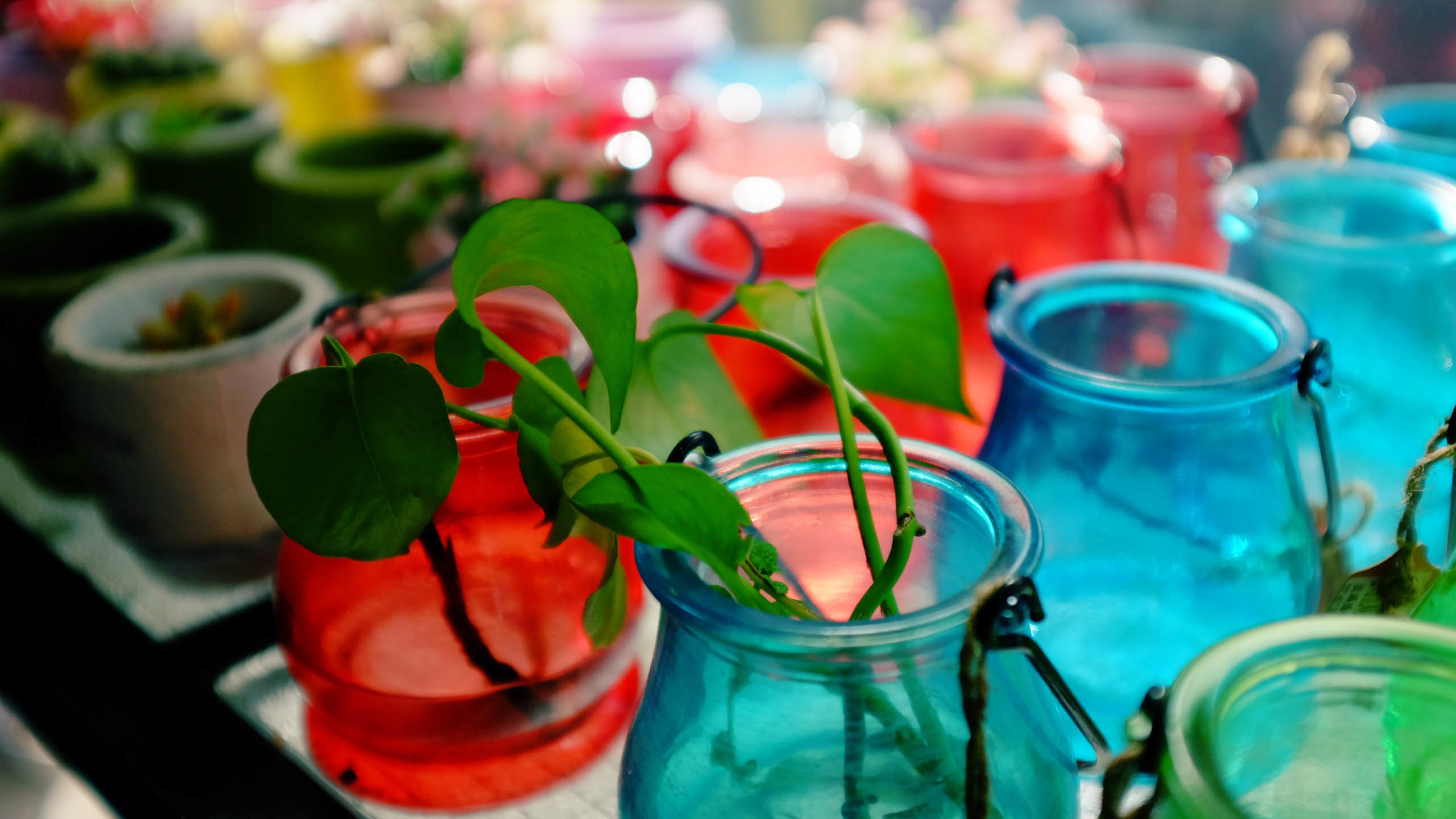 彩色玻璃瓶,绿色植物