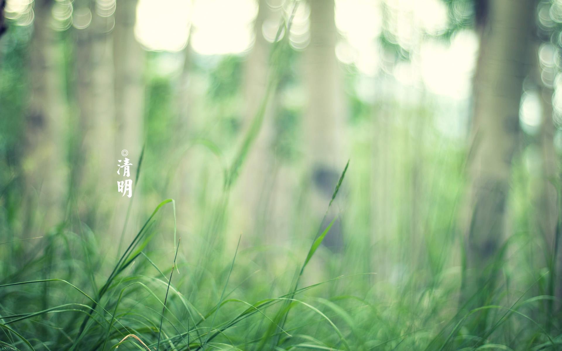 清明节,绿色护眼