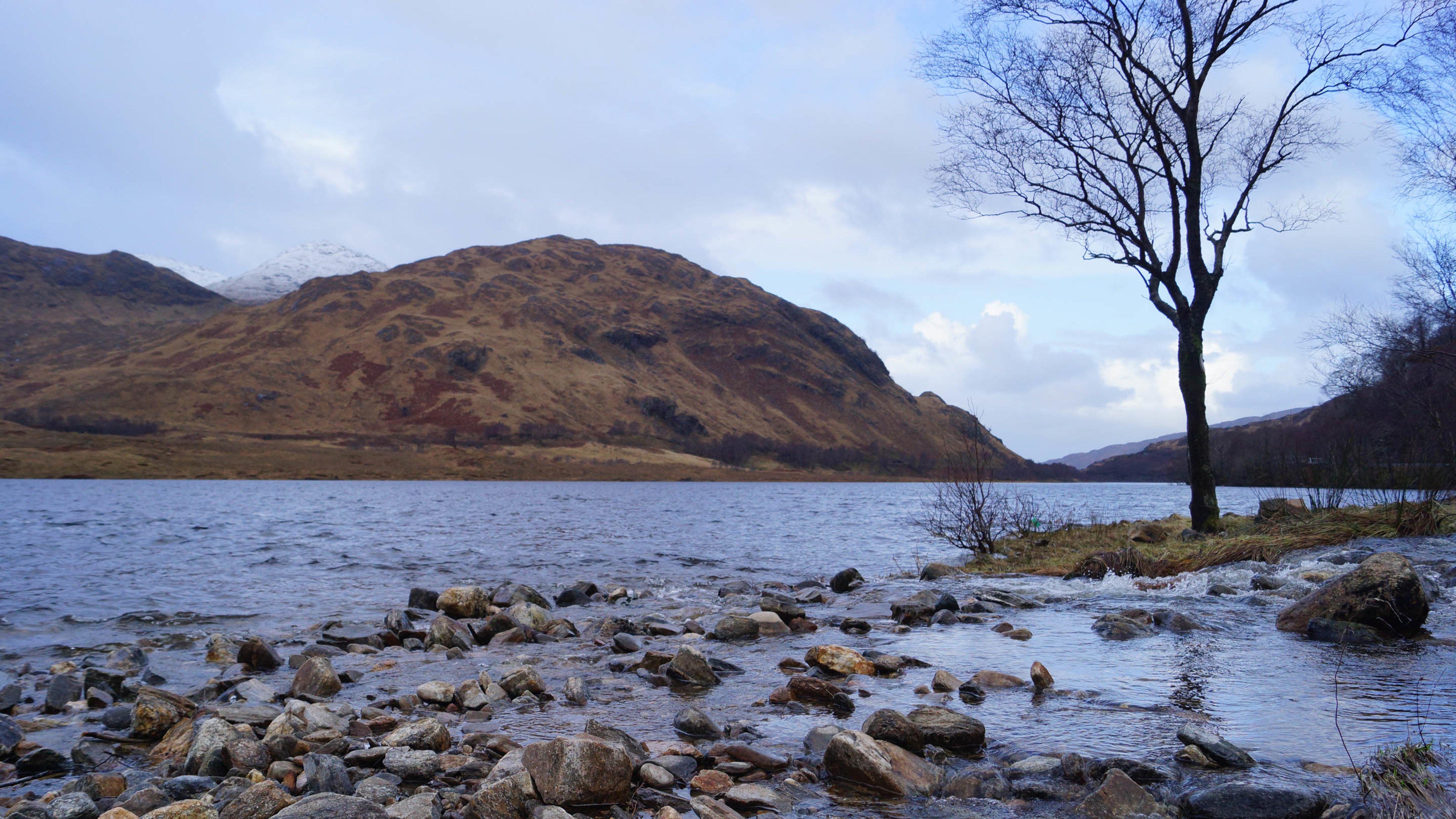河流,枯树,石头