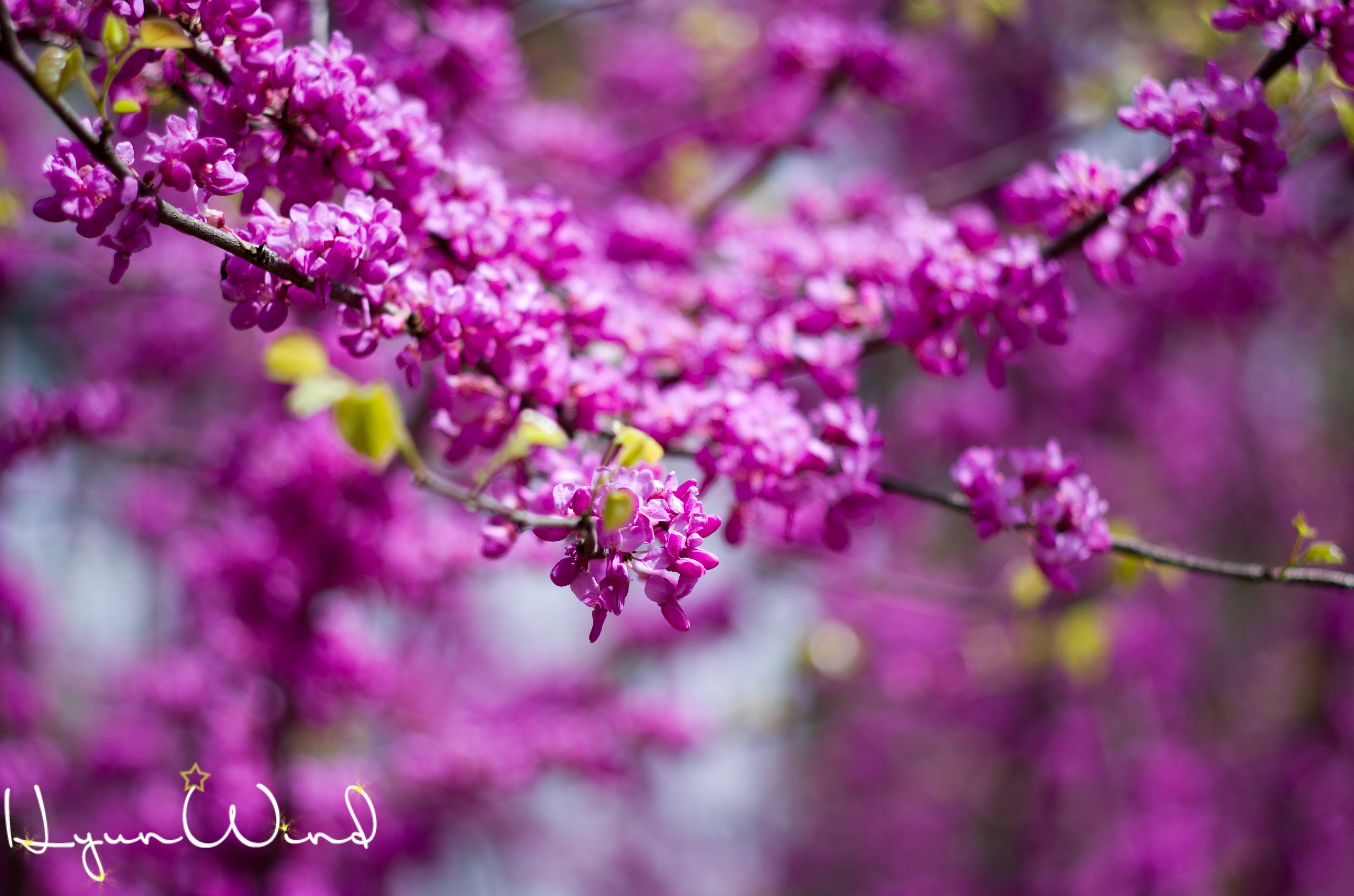 娇艳欲滴,紫色鲜花