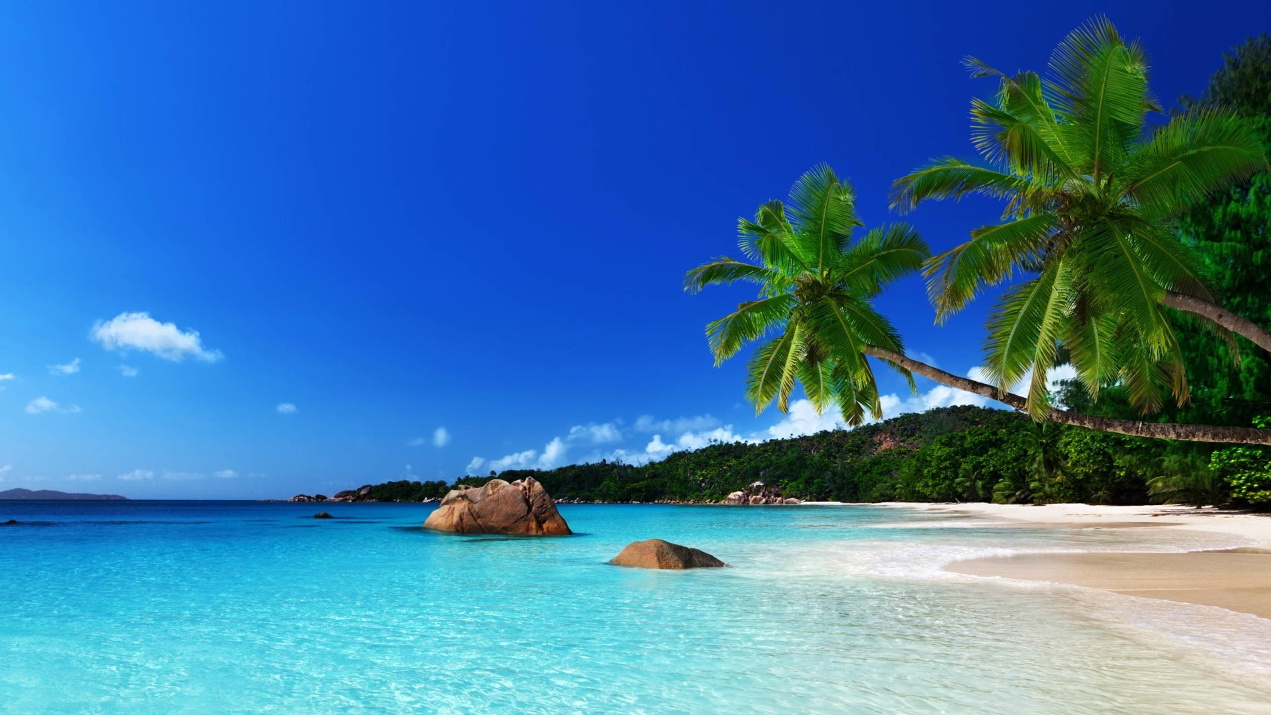 大海,椰子树,海岸