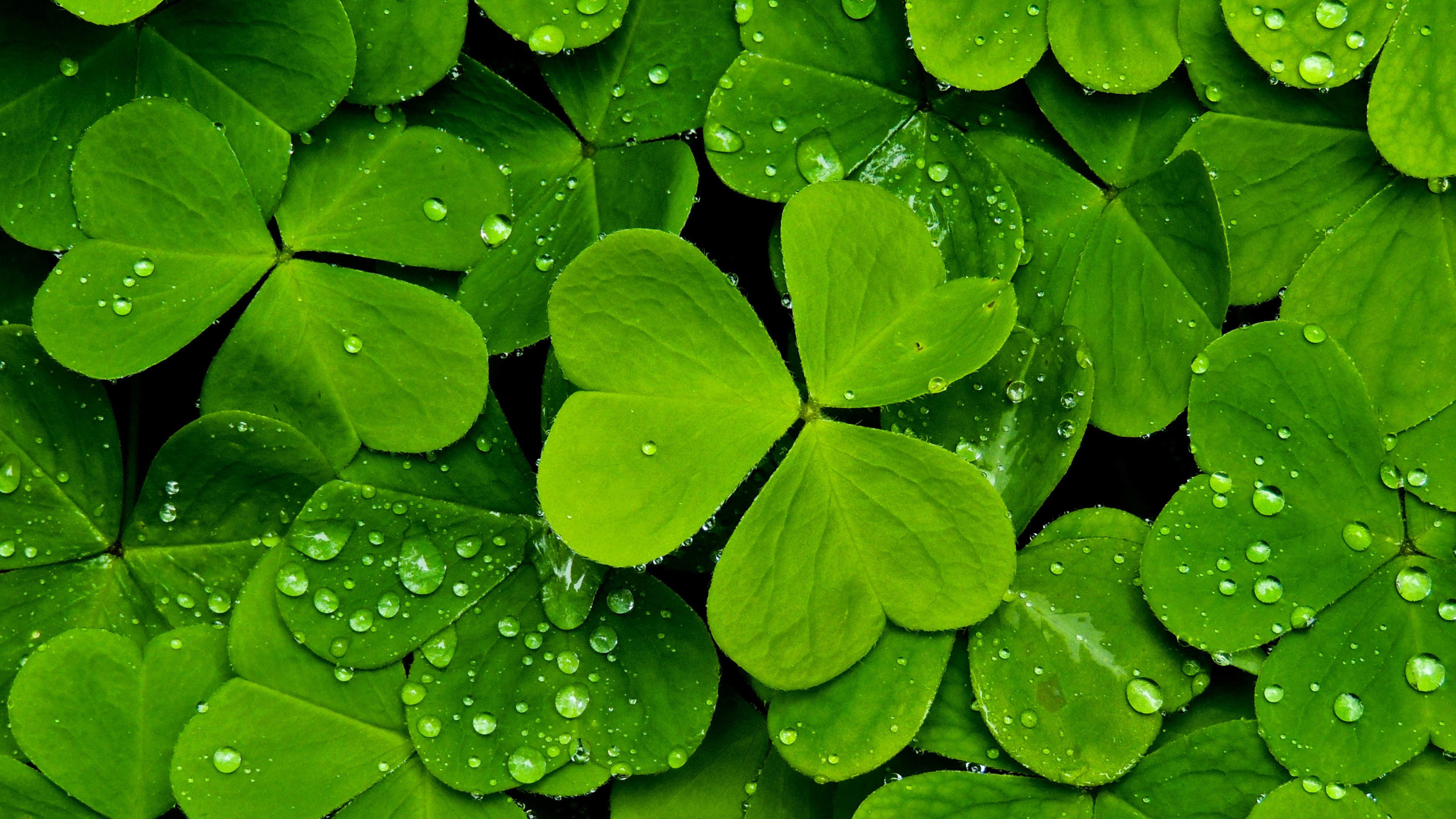三叶草,水珠,护眼