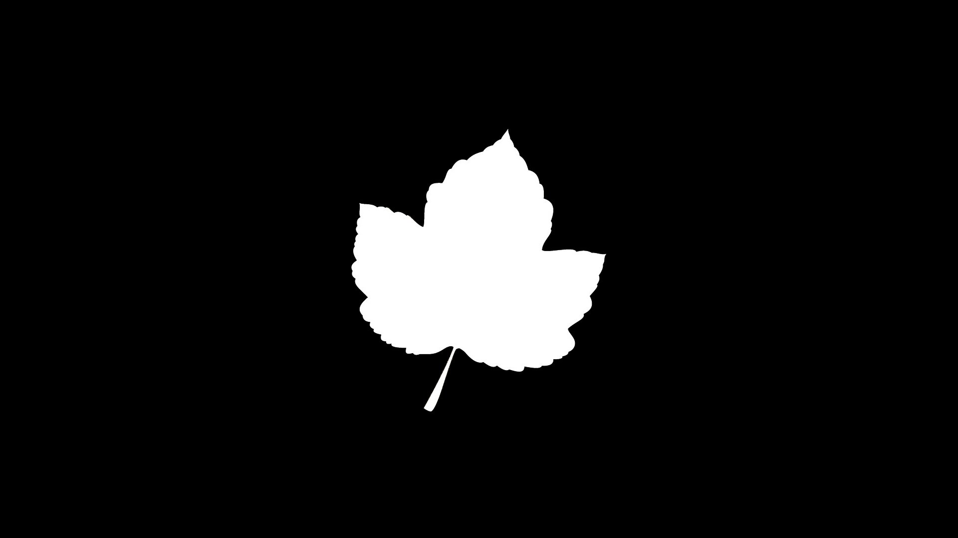 简约,枫叶,剪影