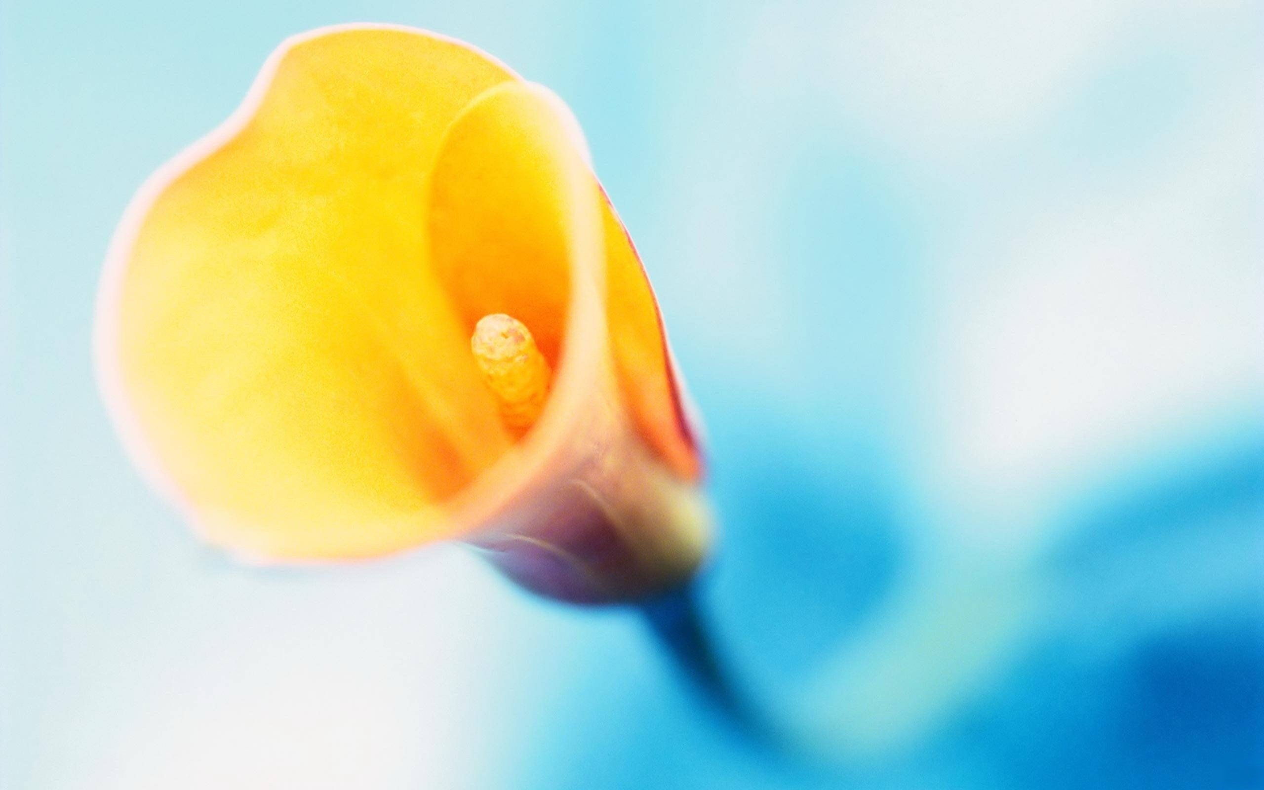 清新淡雅,小黄花