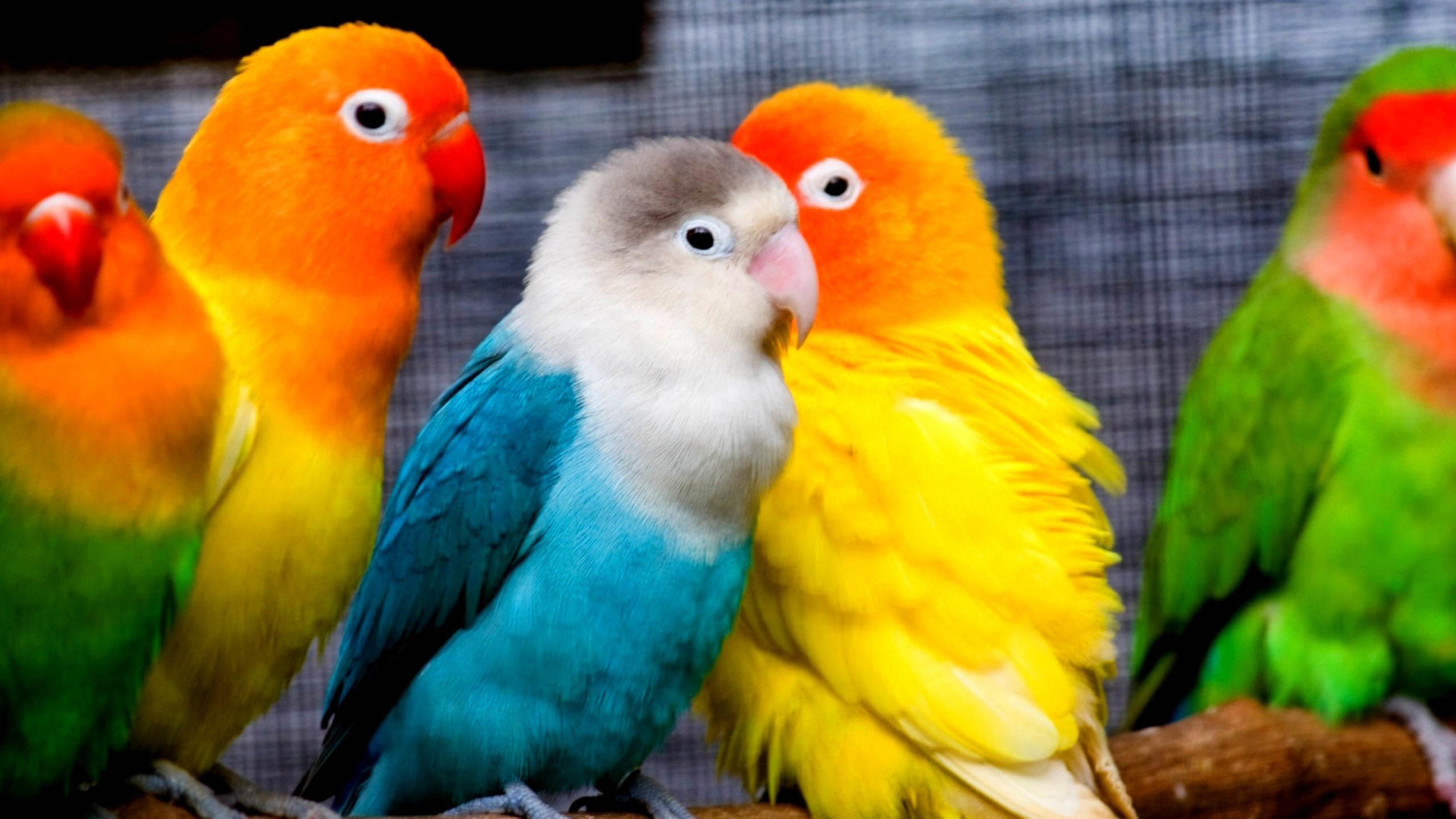 小鸟天地,彩色鹦鹉