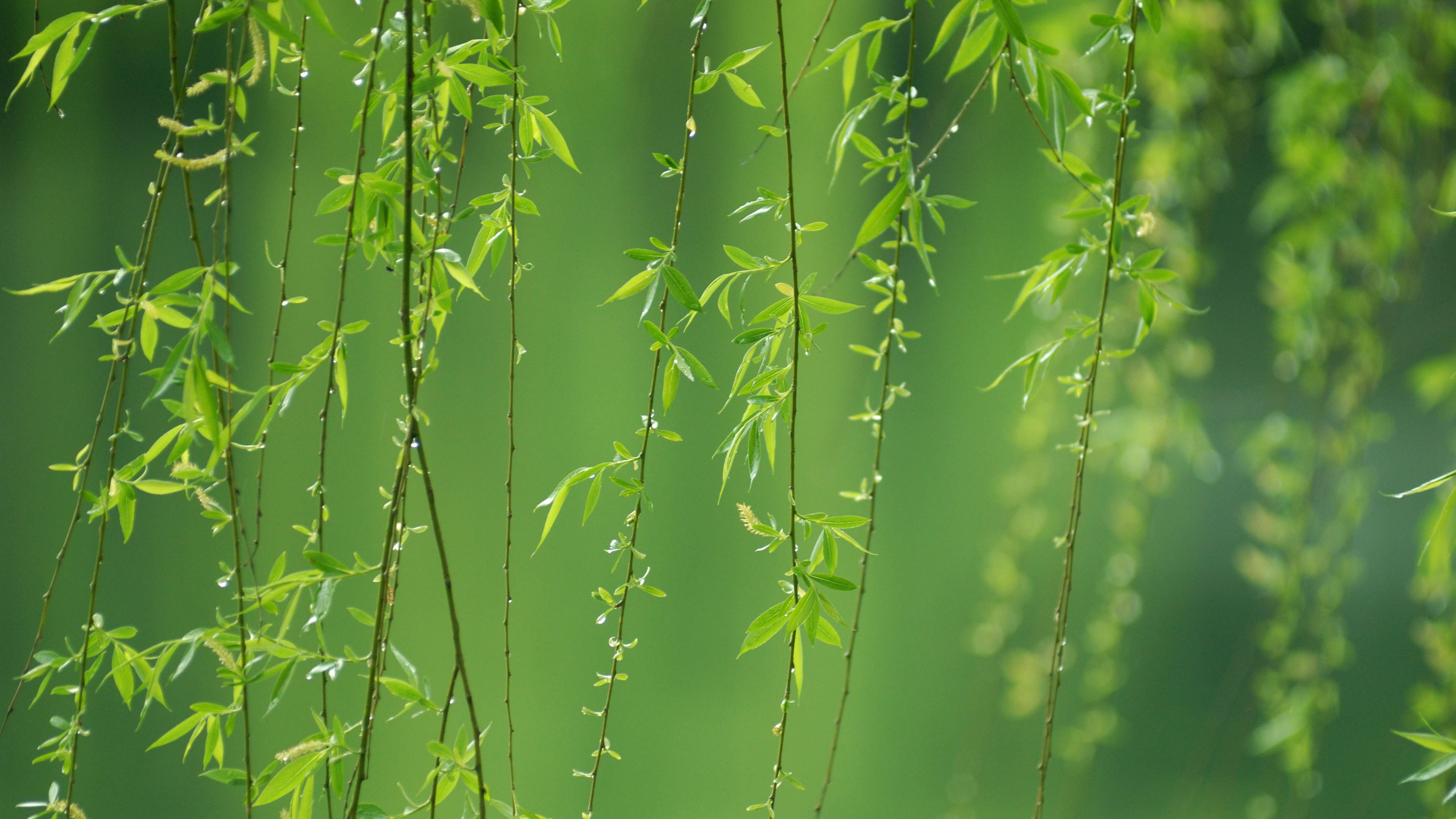 春天,柳枝,绿色护眼
