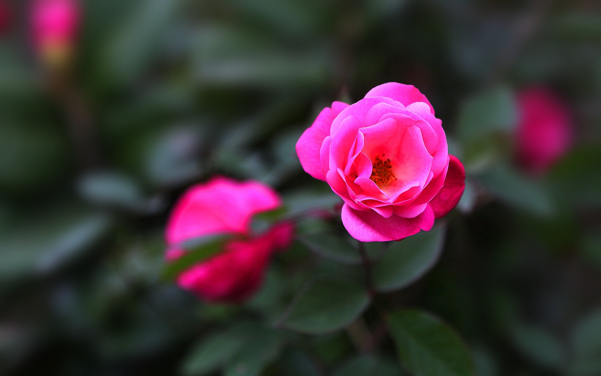 娇艳欲滴,植物,月季,红色