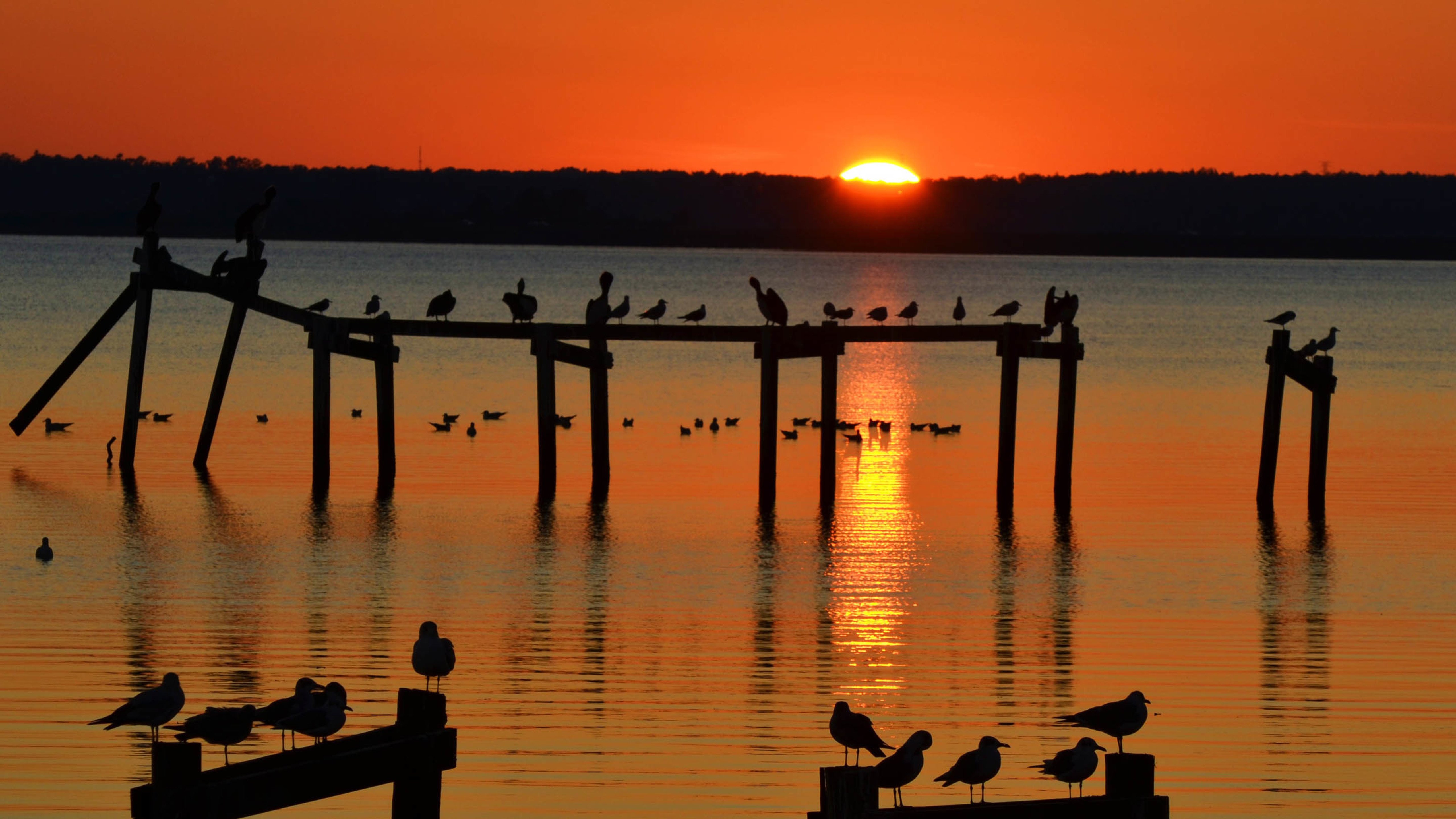 夕阳,湖水,飞鸟,木桩