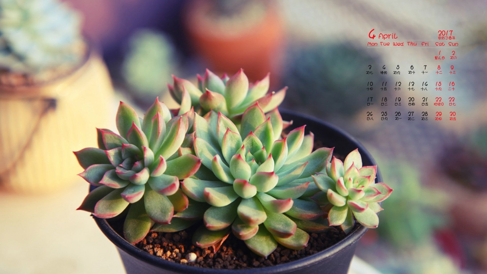 2017年4月,多肉植物,盆栽