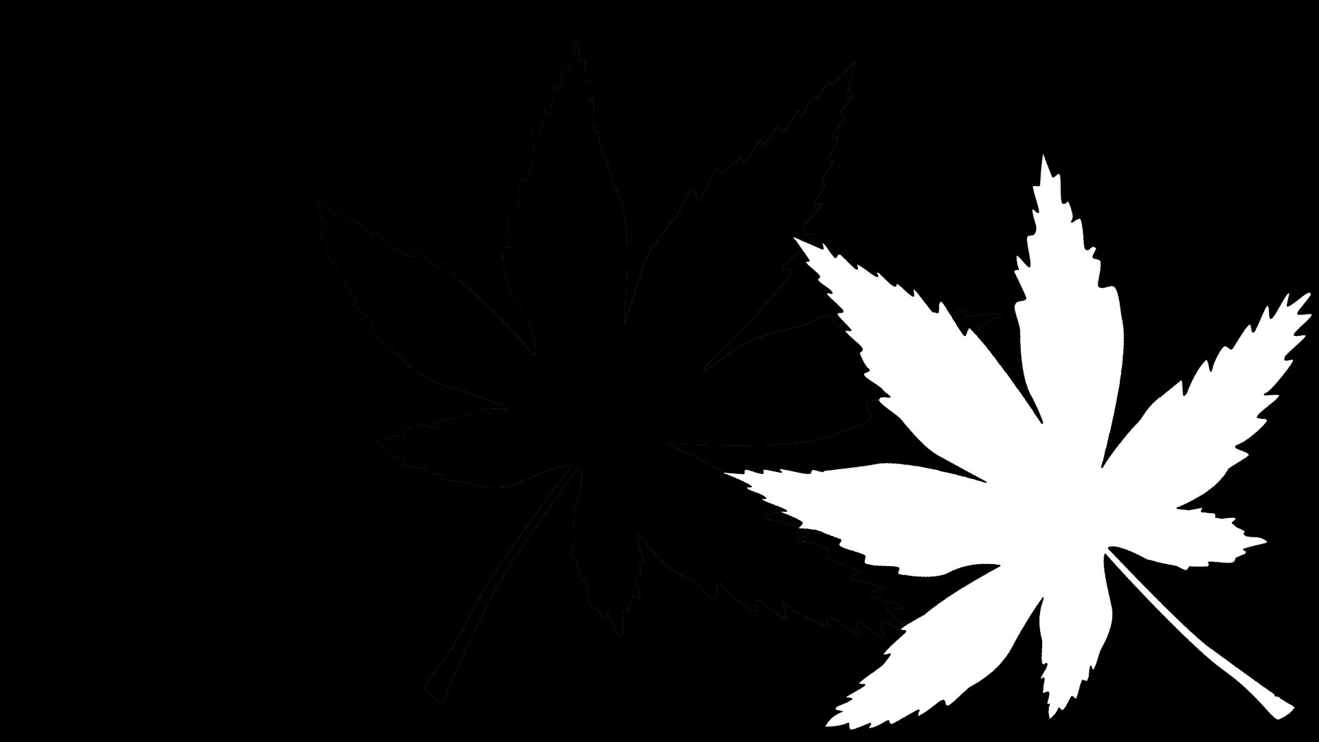 简约,枫叶,剪影