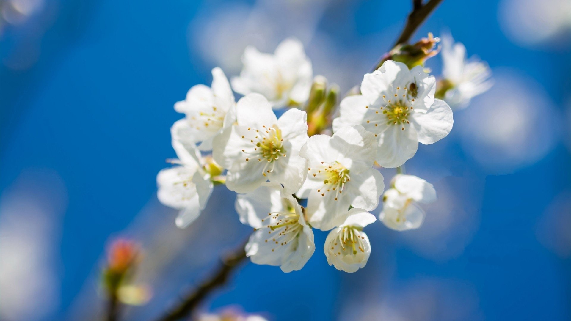 清新淡雅,白色樱花