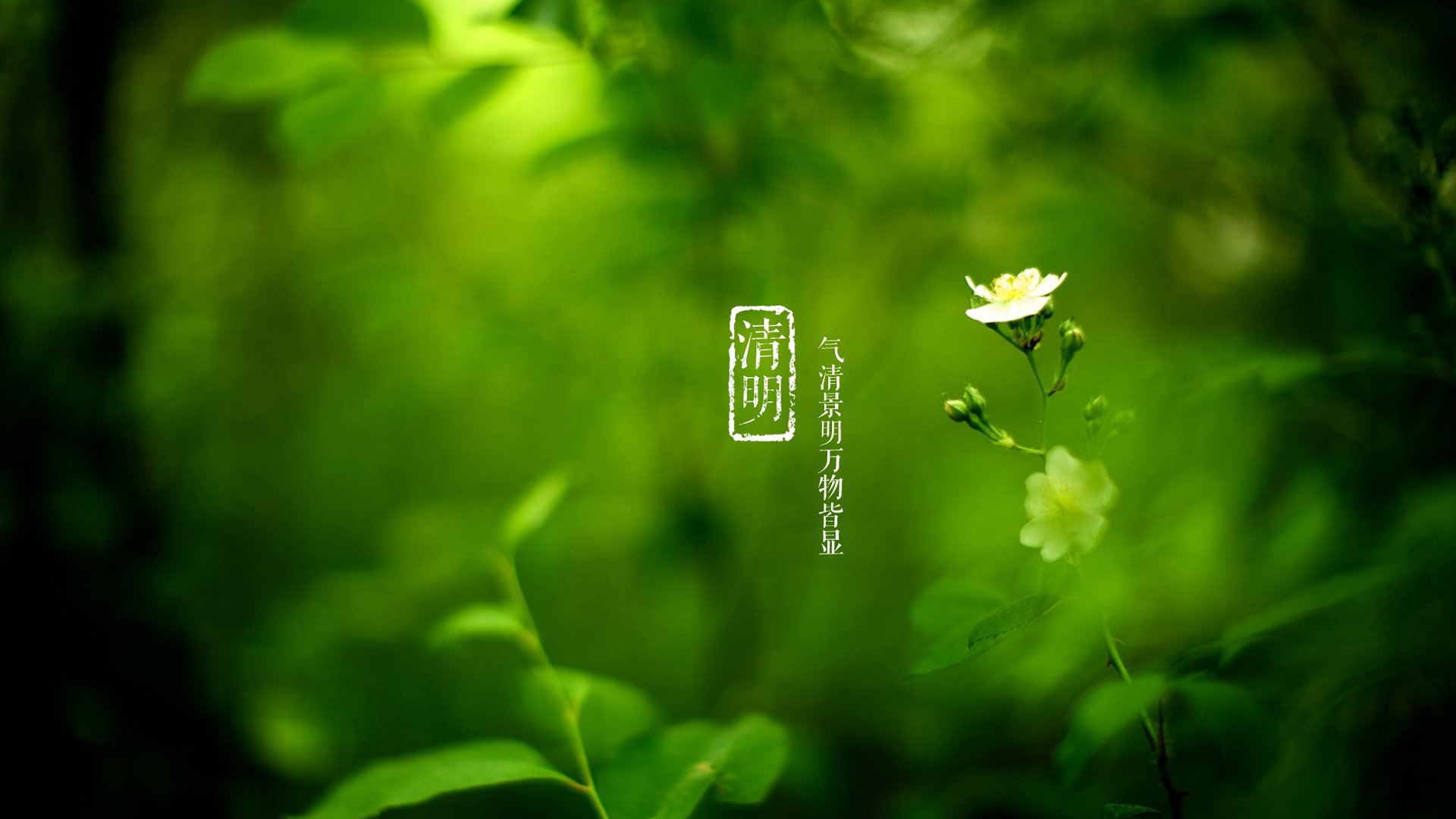 清明节,绿色护眼