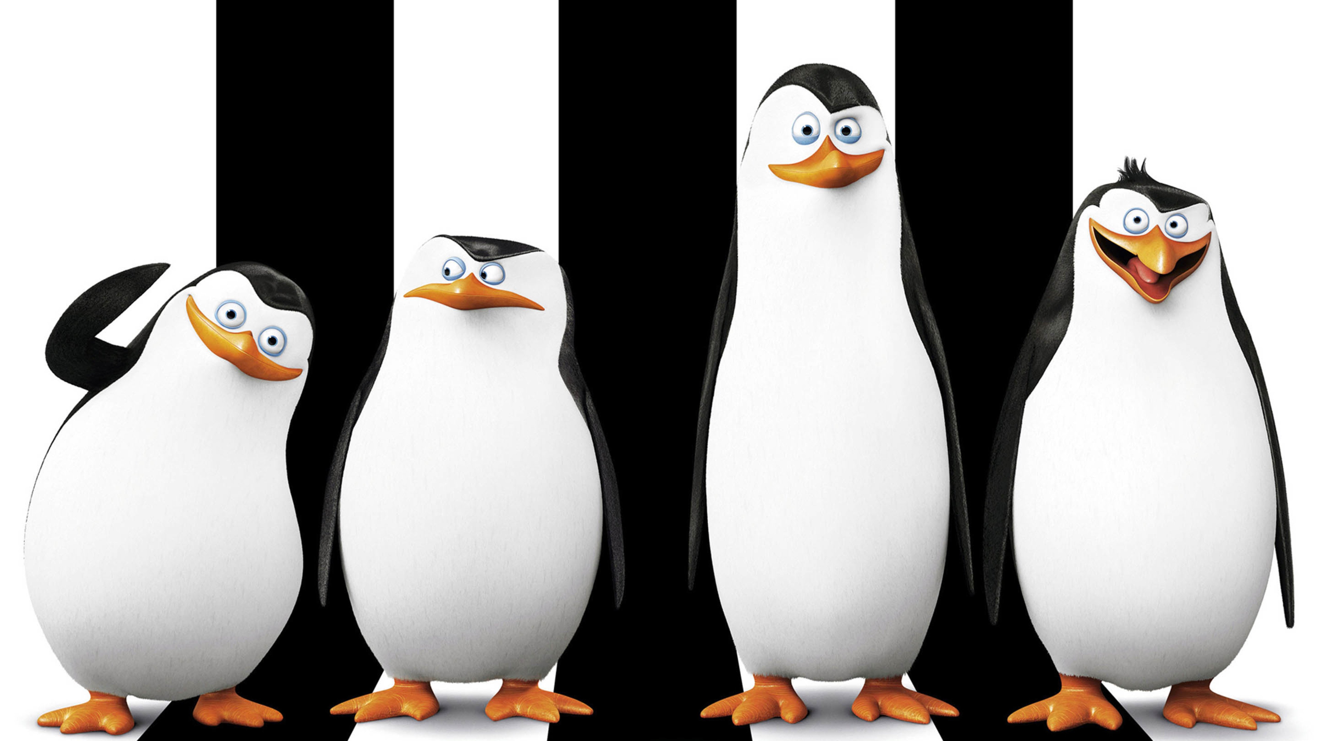 马达加斯加的企鹅