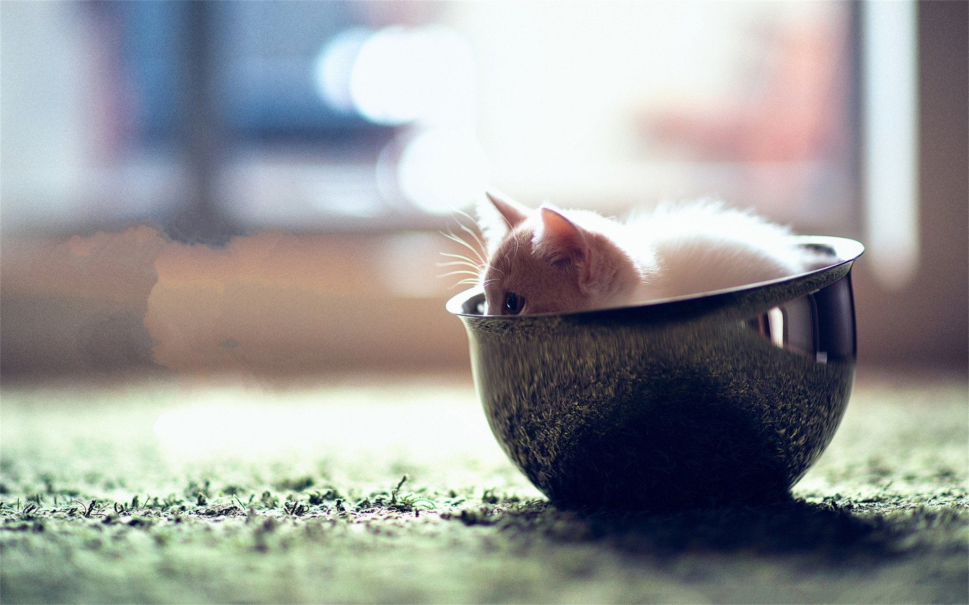 喵星人,猫,可爱