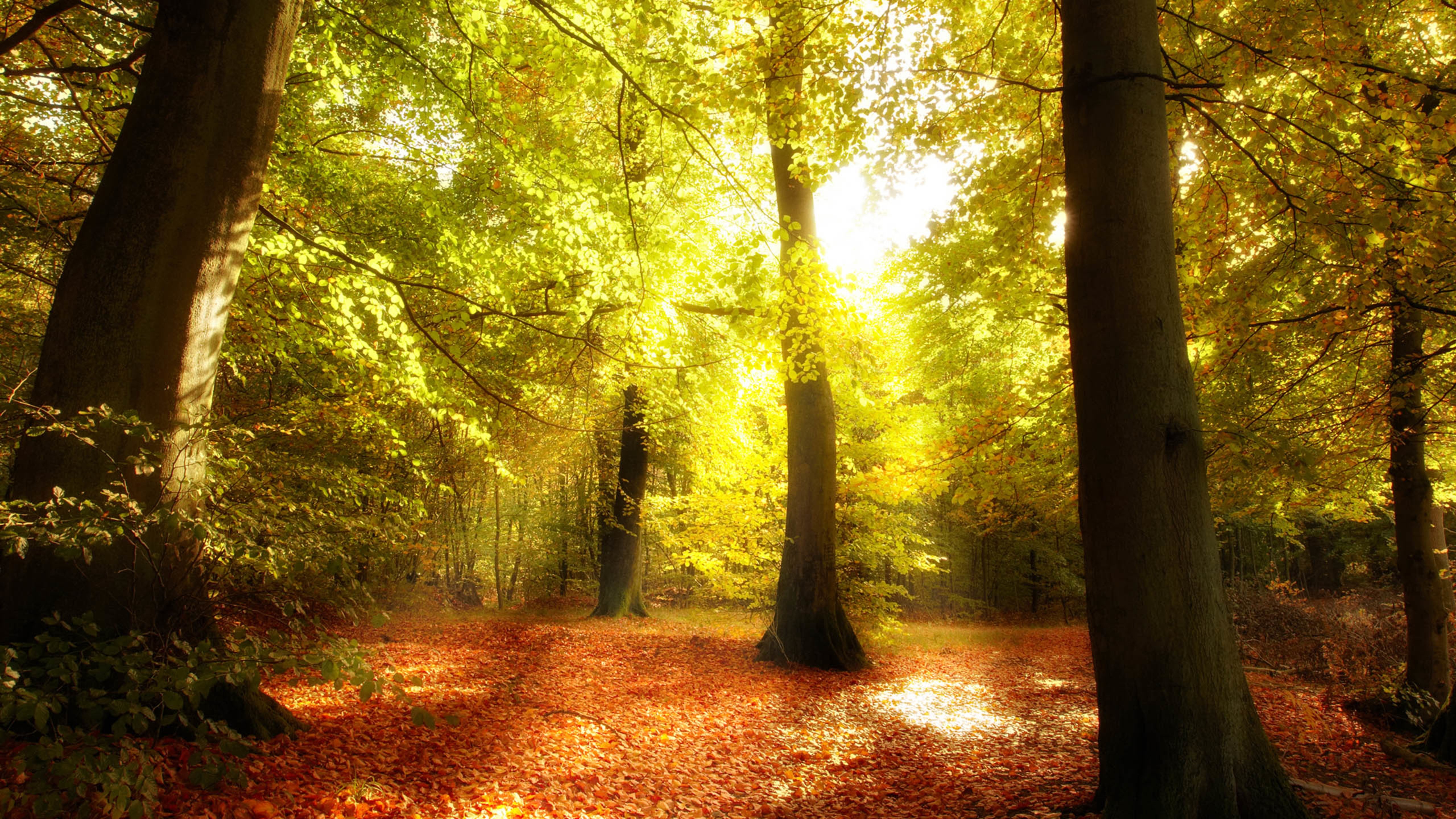 秋天,树林,落叶