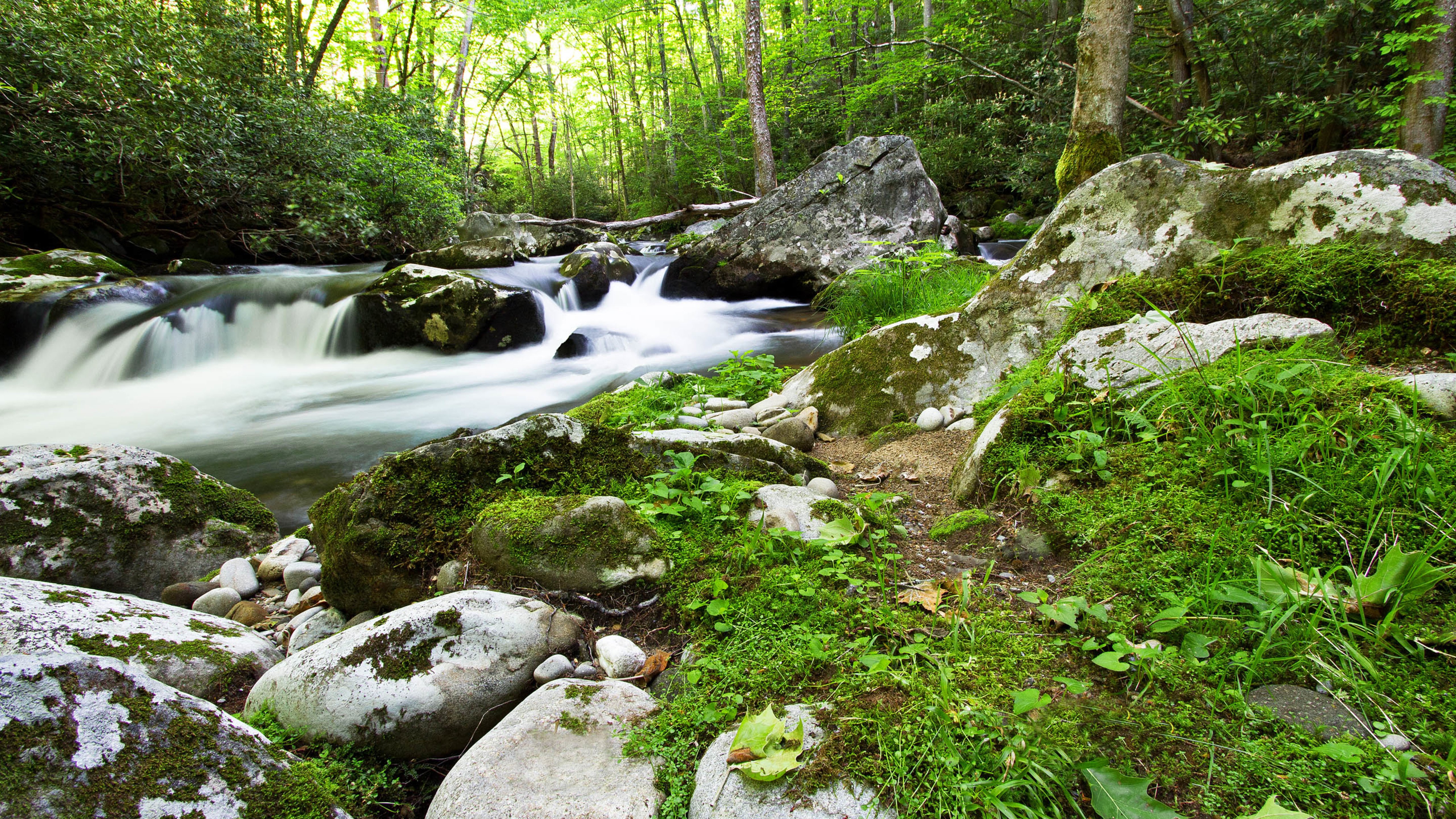 山林,溪流,植被