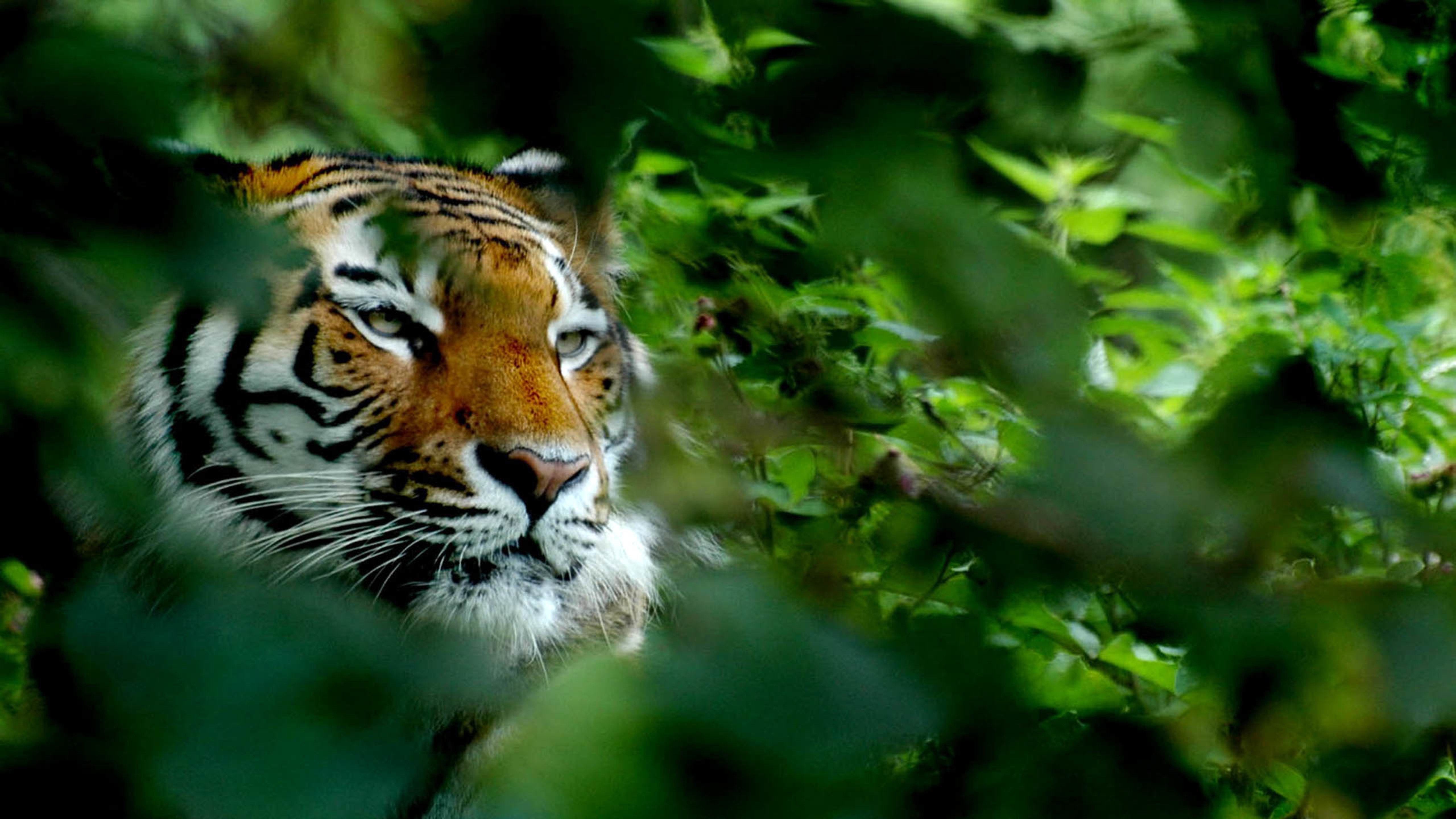 野生动物,老虎,森林之王